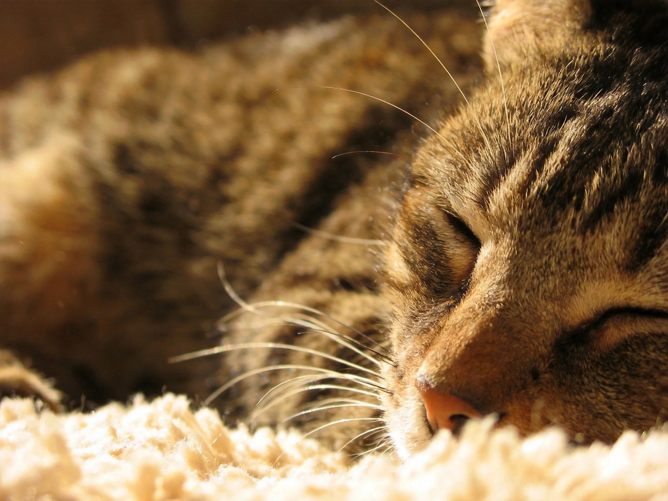 A brown tabby cat sleeps on a soft blanket.