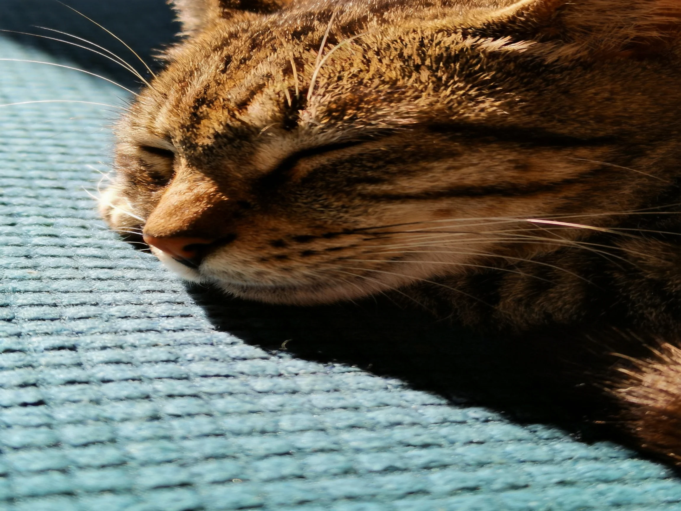 A brown tabby cat sleeps on a textured blue fabric