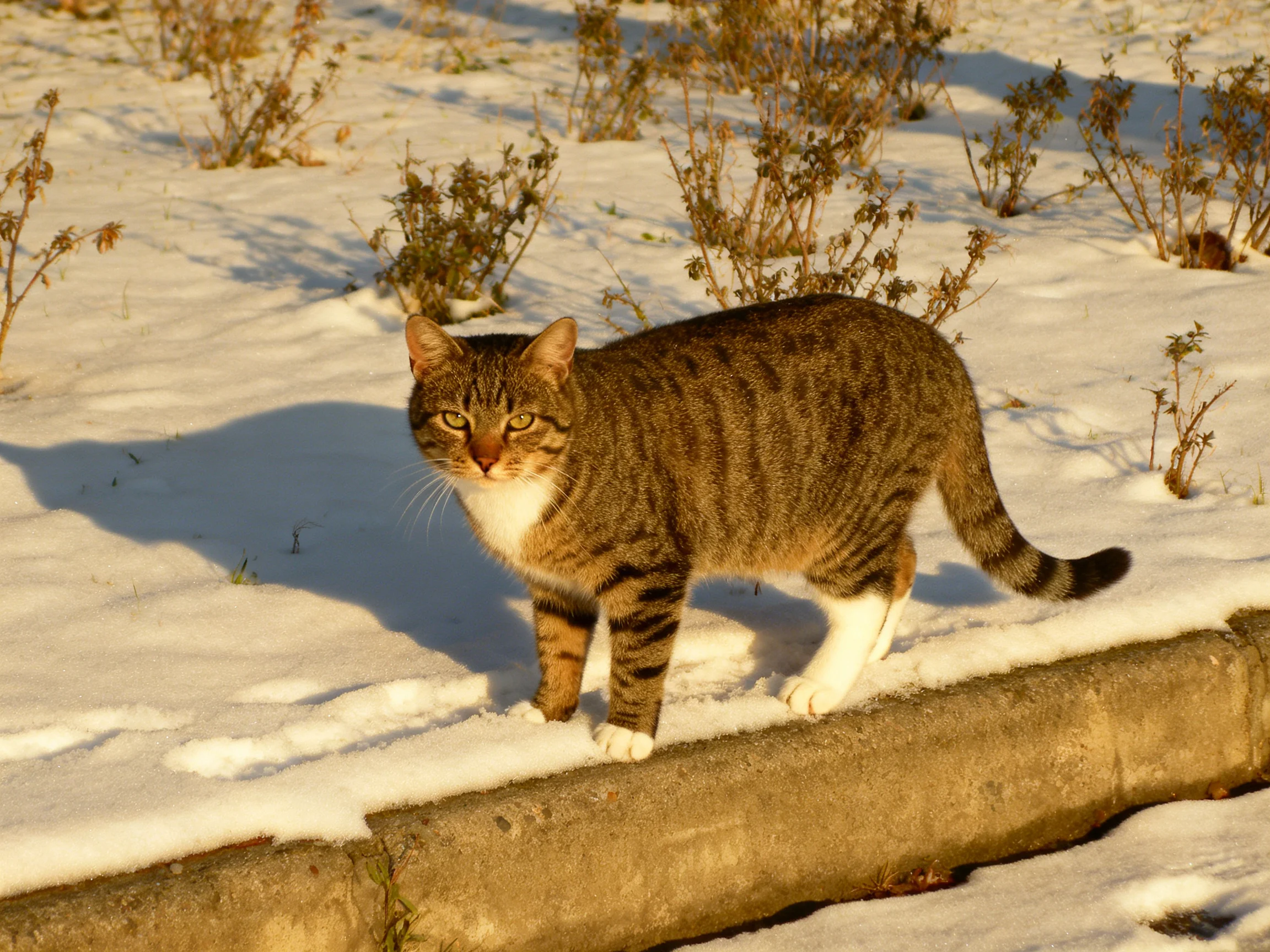 A brown tabby cat walks on snow-covered ground near dry bushes