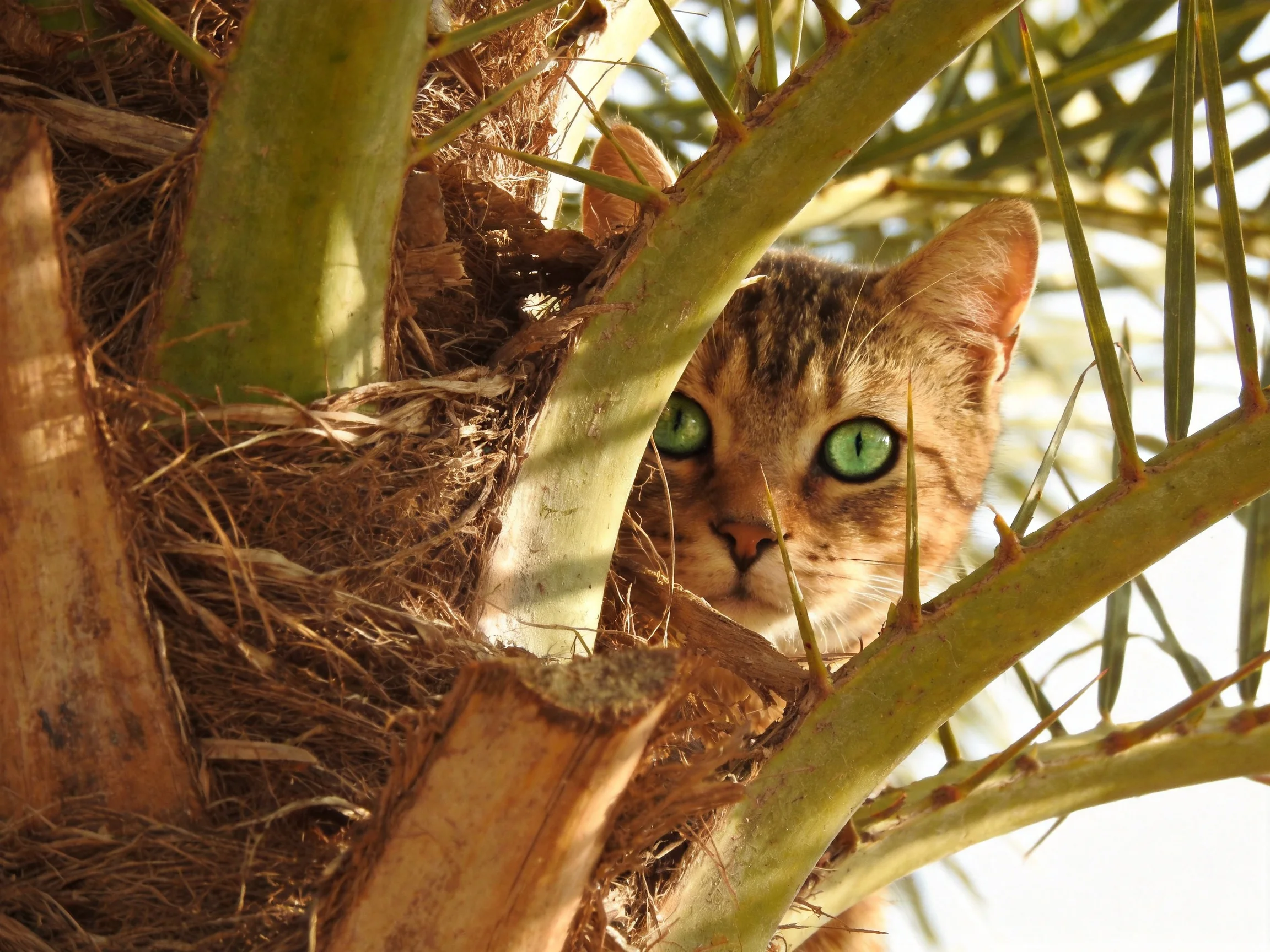 A brown tabby cat with bright green eyes hides in a palm tree.