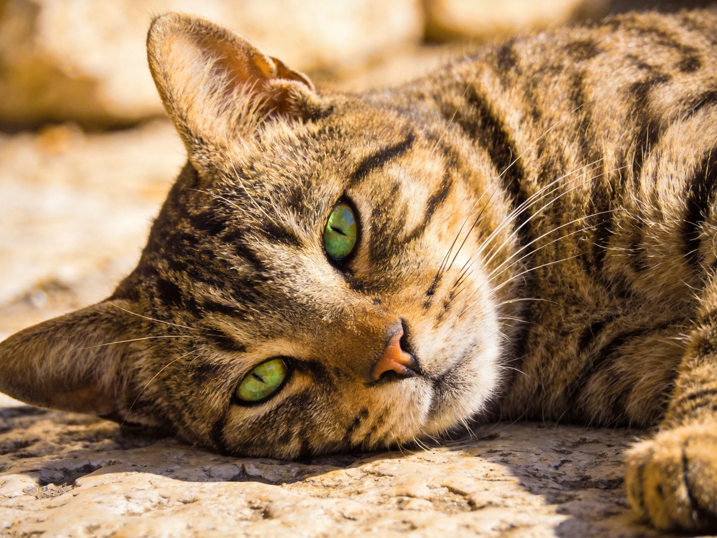 A tabby cat with green eyes relaxes on a stone surface in sunlight.