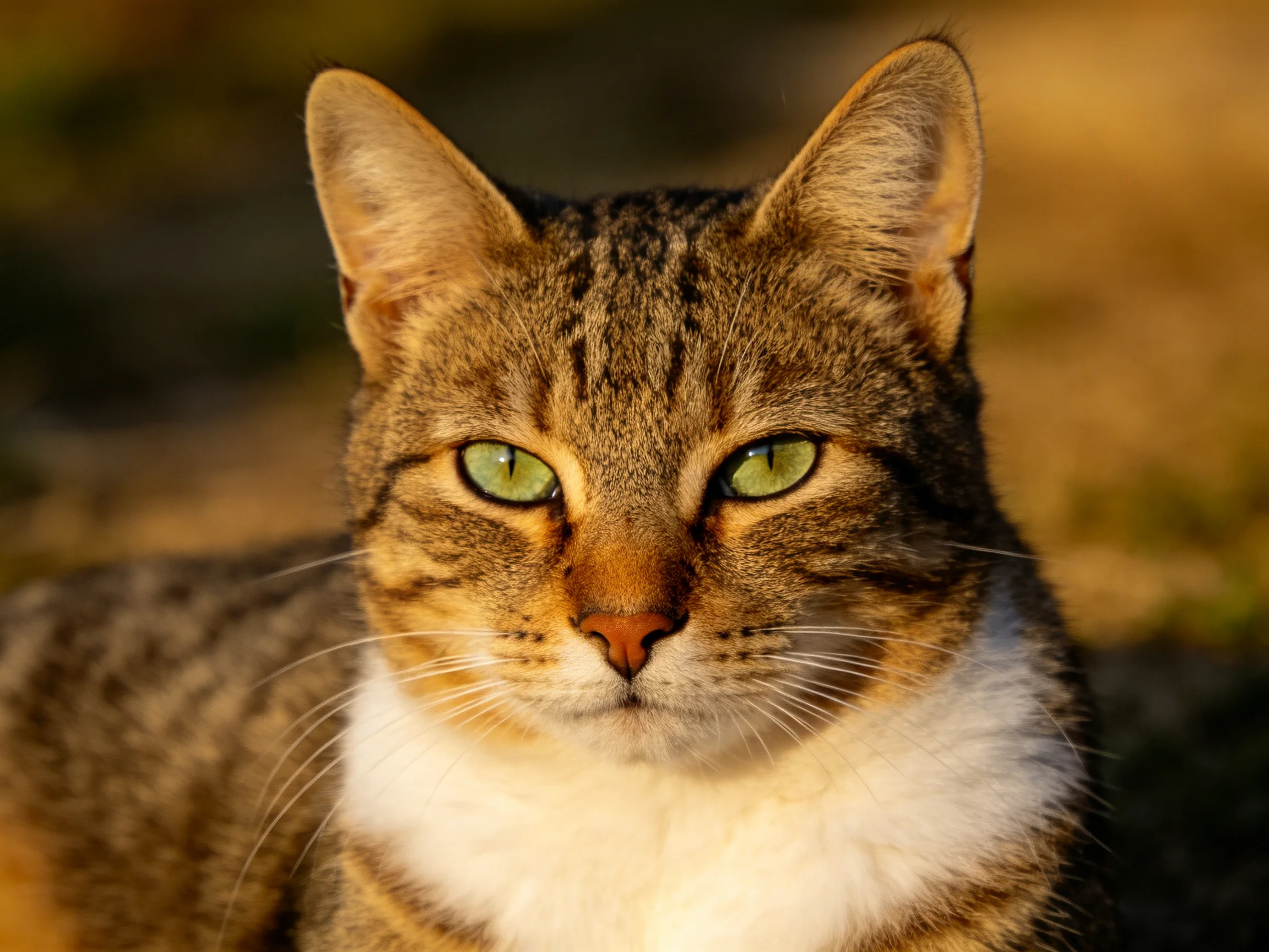 A brown tabby cat with green eyes rests calmly in a softly lit environment.