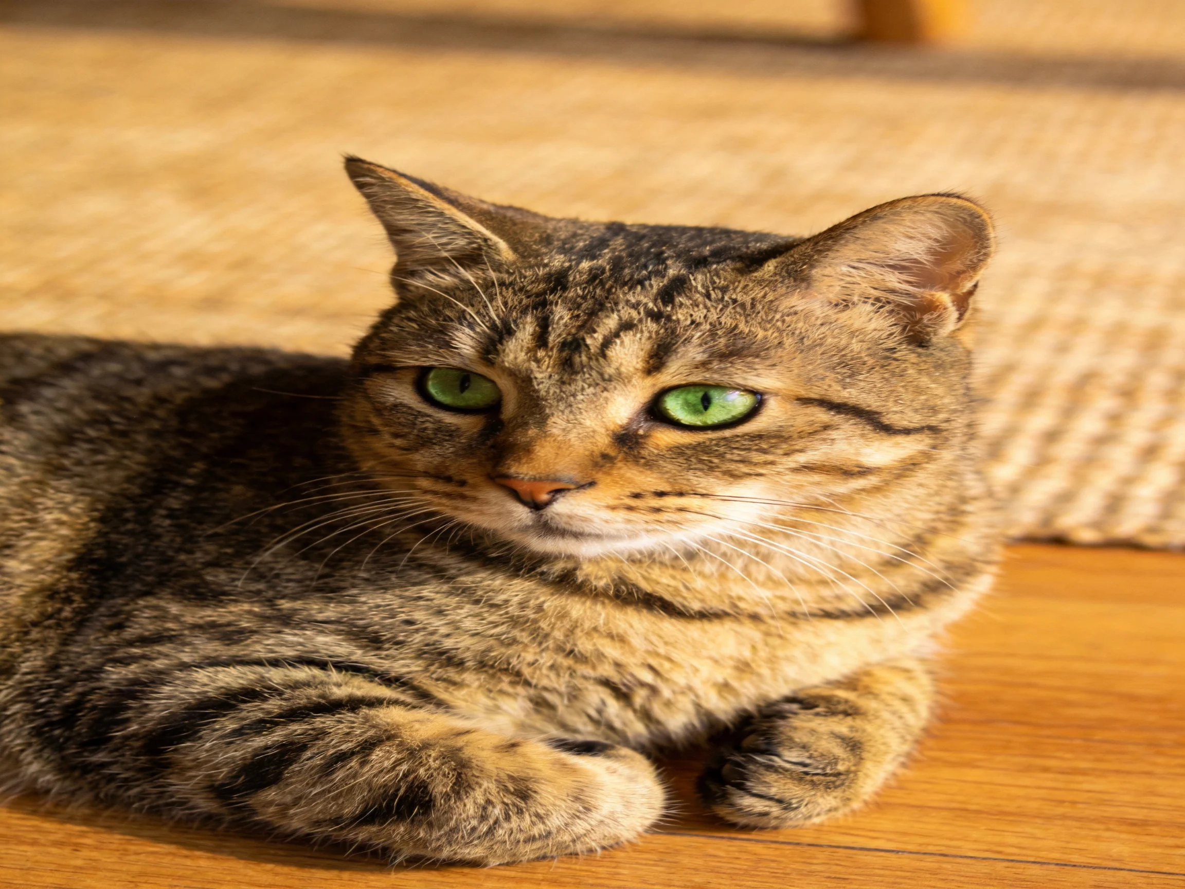 A brown tabby cat with green eyes lies on wooden flooring next to a woven rug.