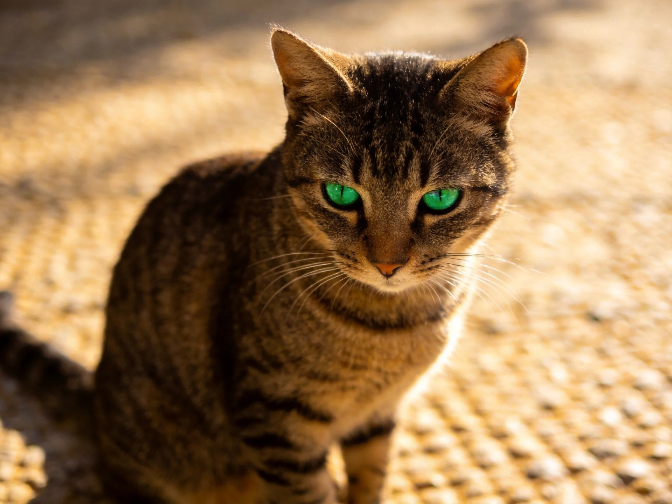 A brown tabby cat with green eyes sits on a gravelly surface.