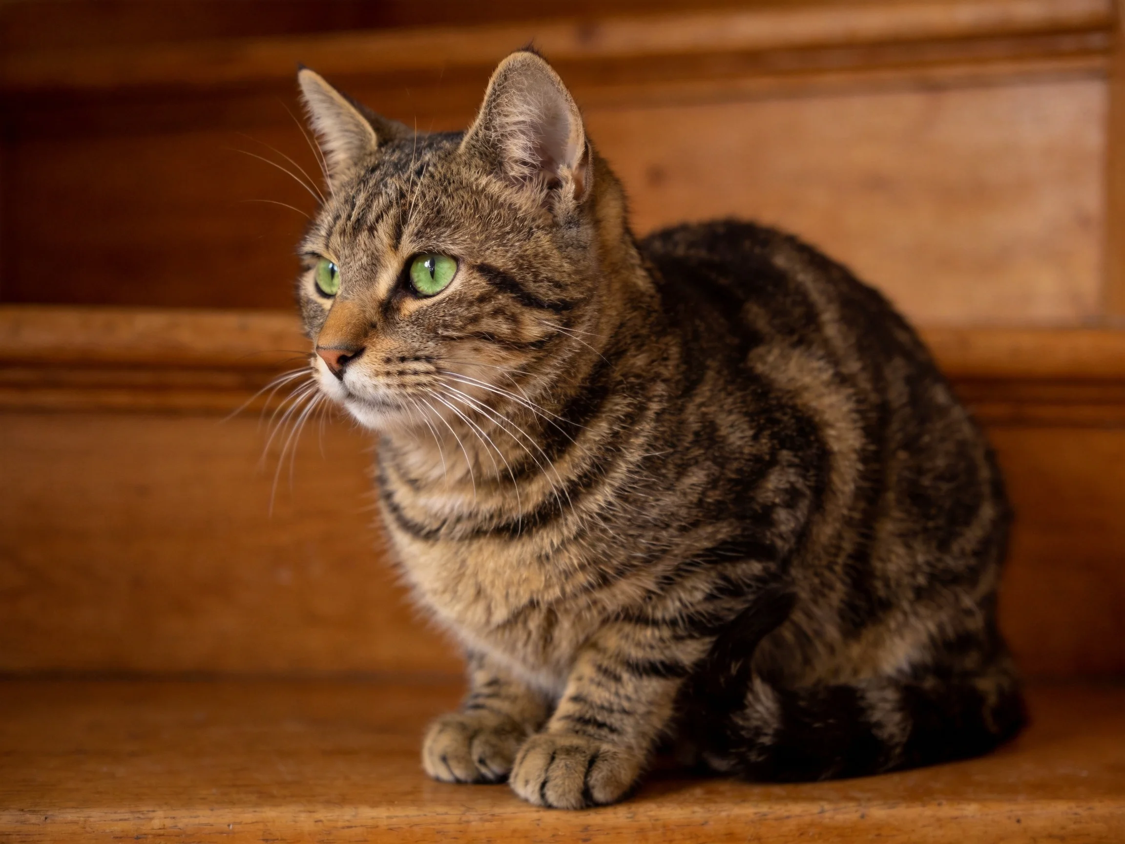 A brown-tabby cat with bright green eyes sits on wooden stairs.