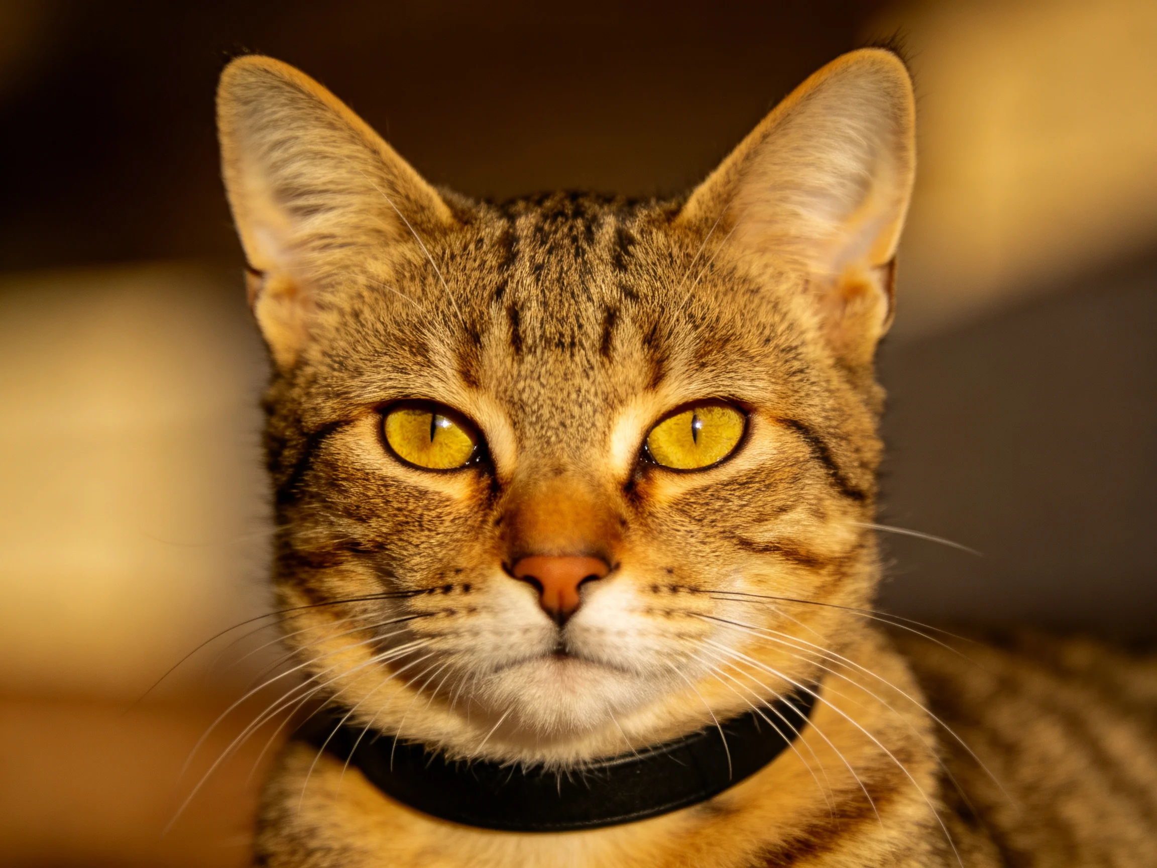 A brown tabby cat with bright yellow eyes and a black collar looks directly at the viewer.