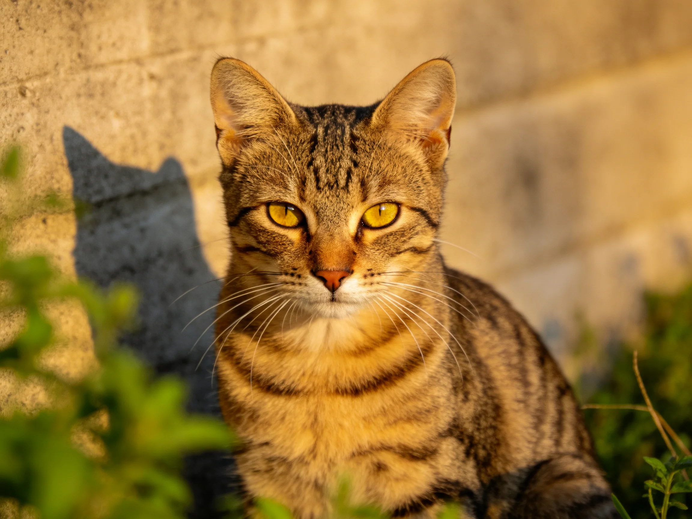 A brown tabby cat with golden eyes rests near greenery and a stone wall.