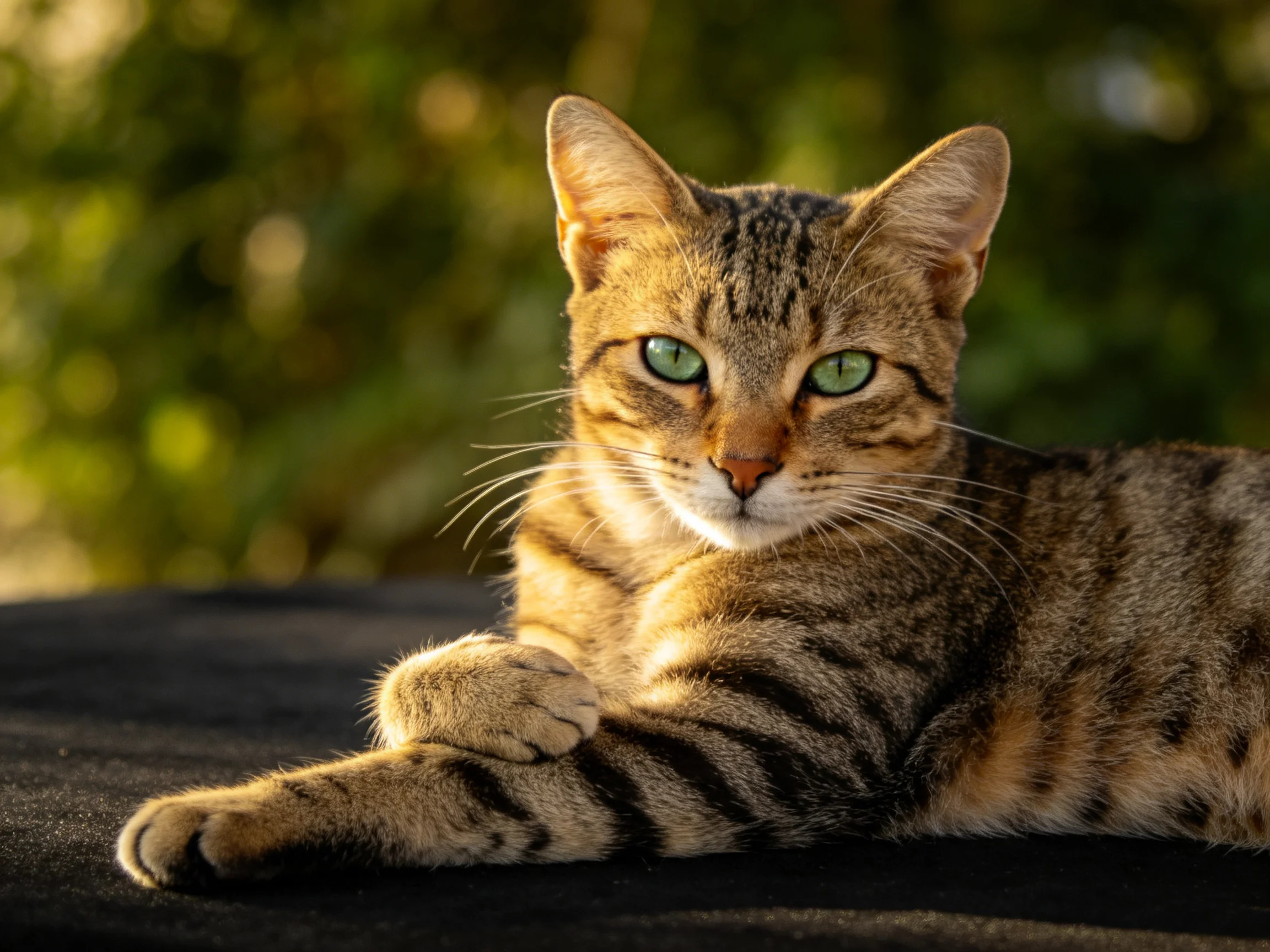 A brown tabby cat with green eyes resting on a dark surface