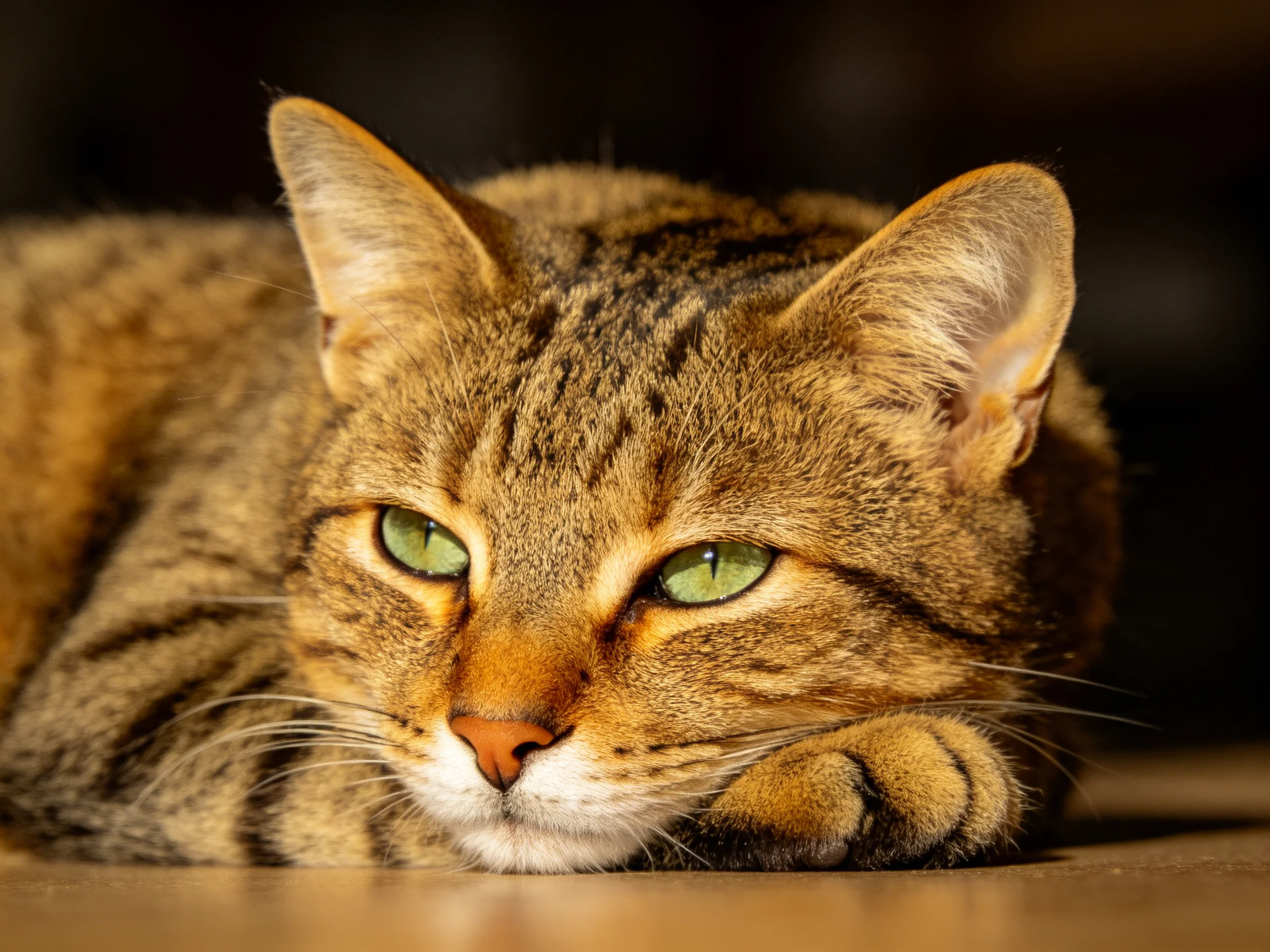 A brown tabby cat rests with green eyes on a smooth wooden surface.