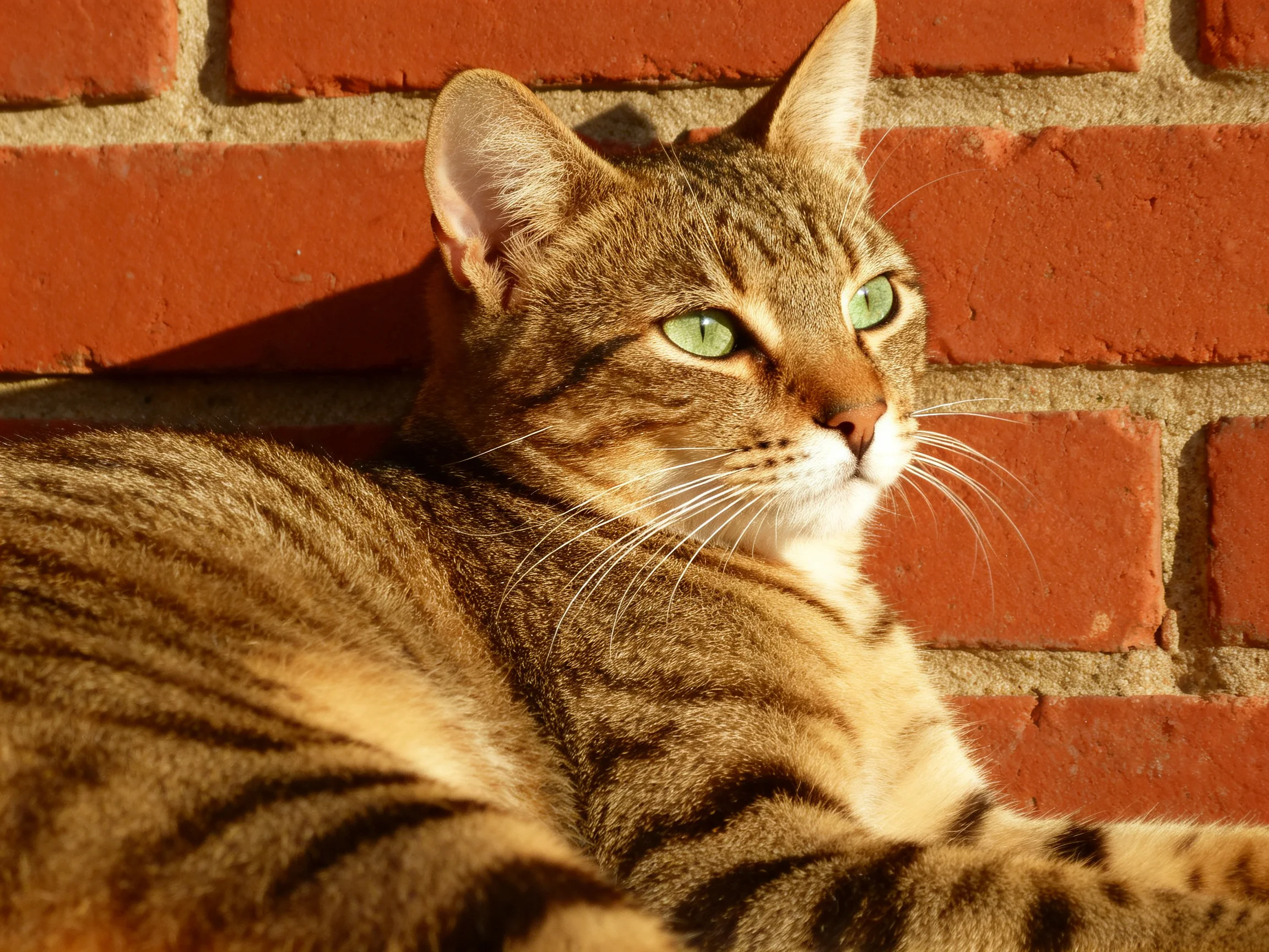 A brown tabby cat with green eyes relaxes by a red brick wall.