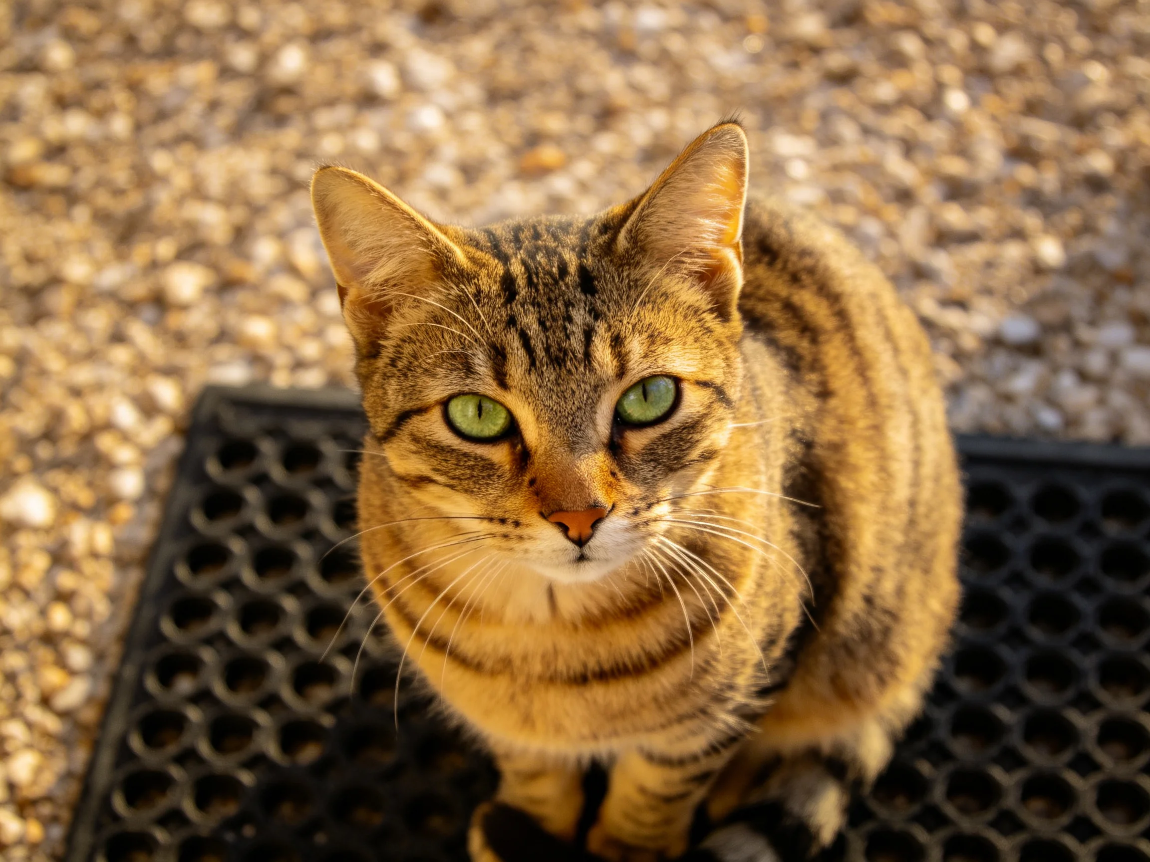 A brown tabby cat with green eyes sits on a black mat outdoors.