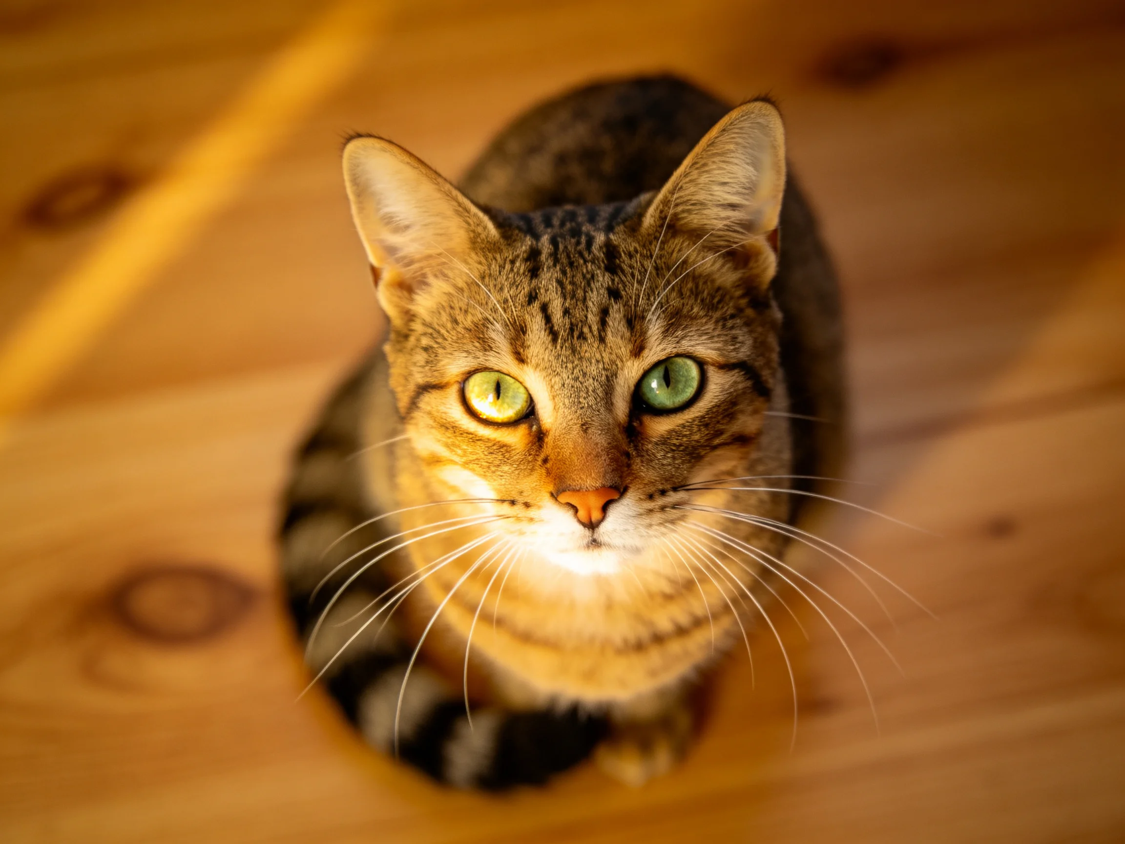 A brown tabby cat with differently colored eyes sits on a wooden floor.