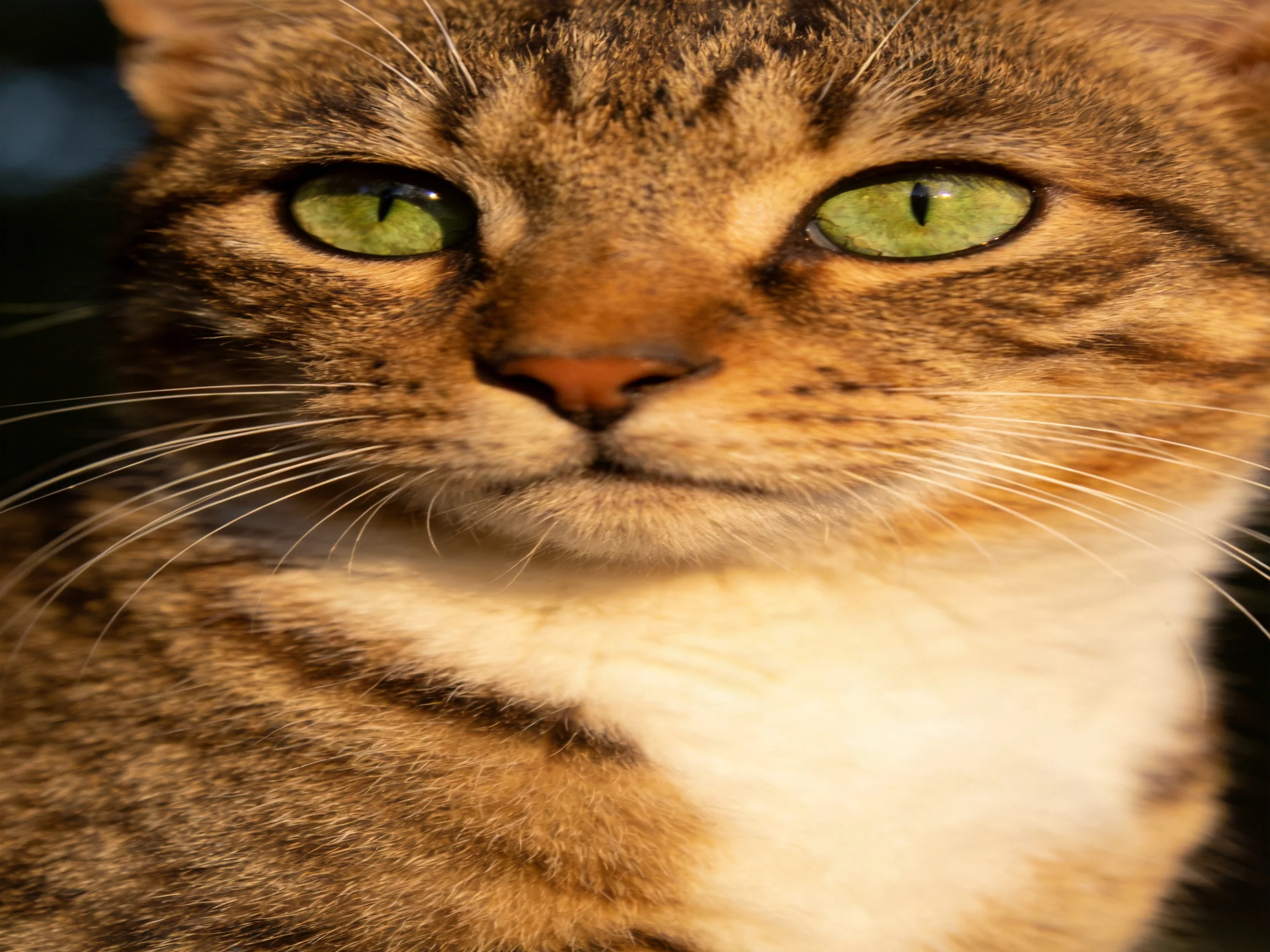 A brown tabby cat with vivid green eyes in a detailed close-up