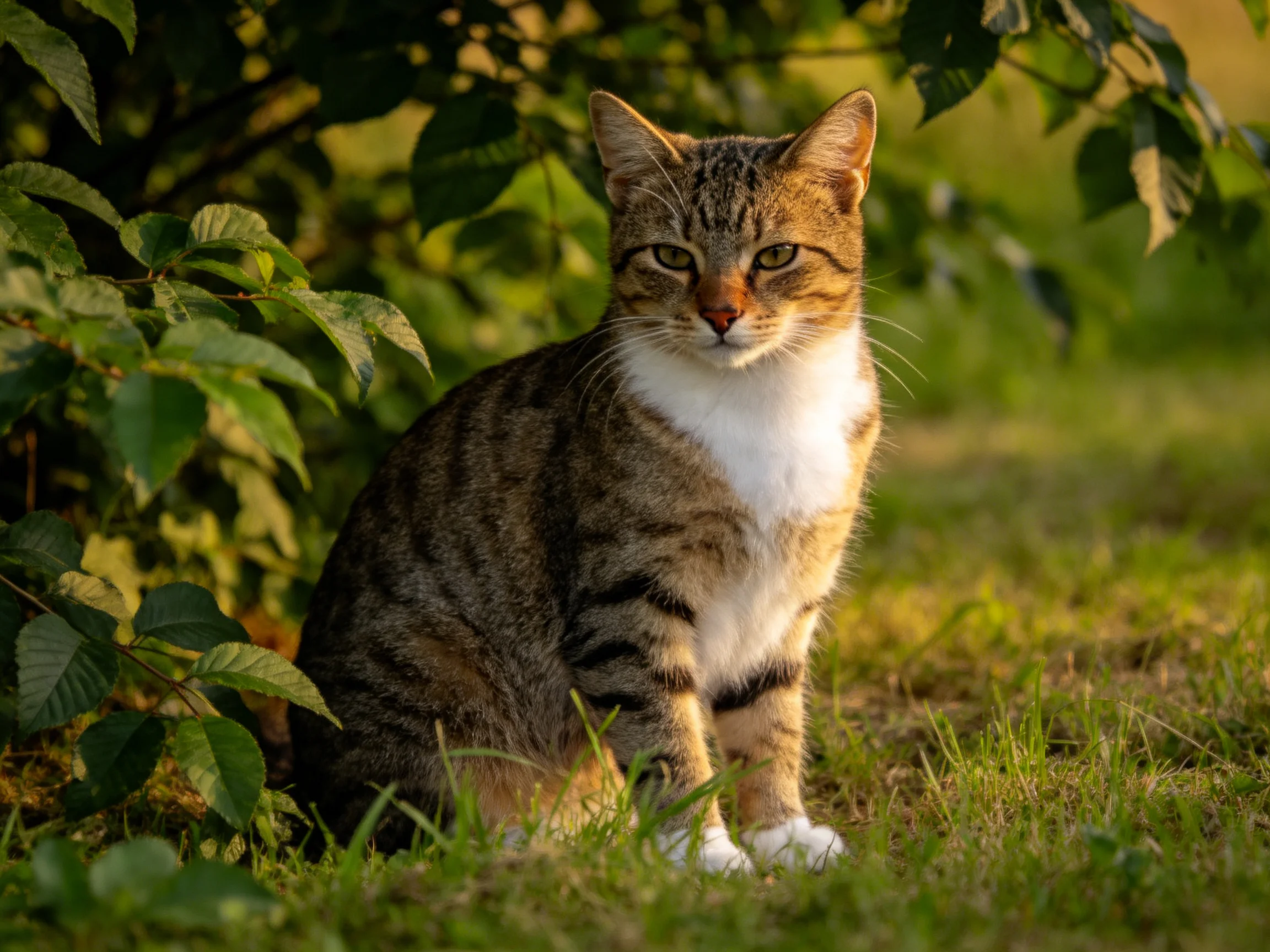 A brown-tabby cat with white chest sits among green foliage in warm sunlight