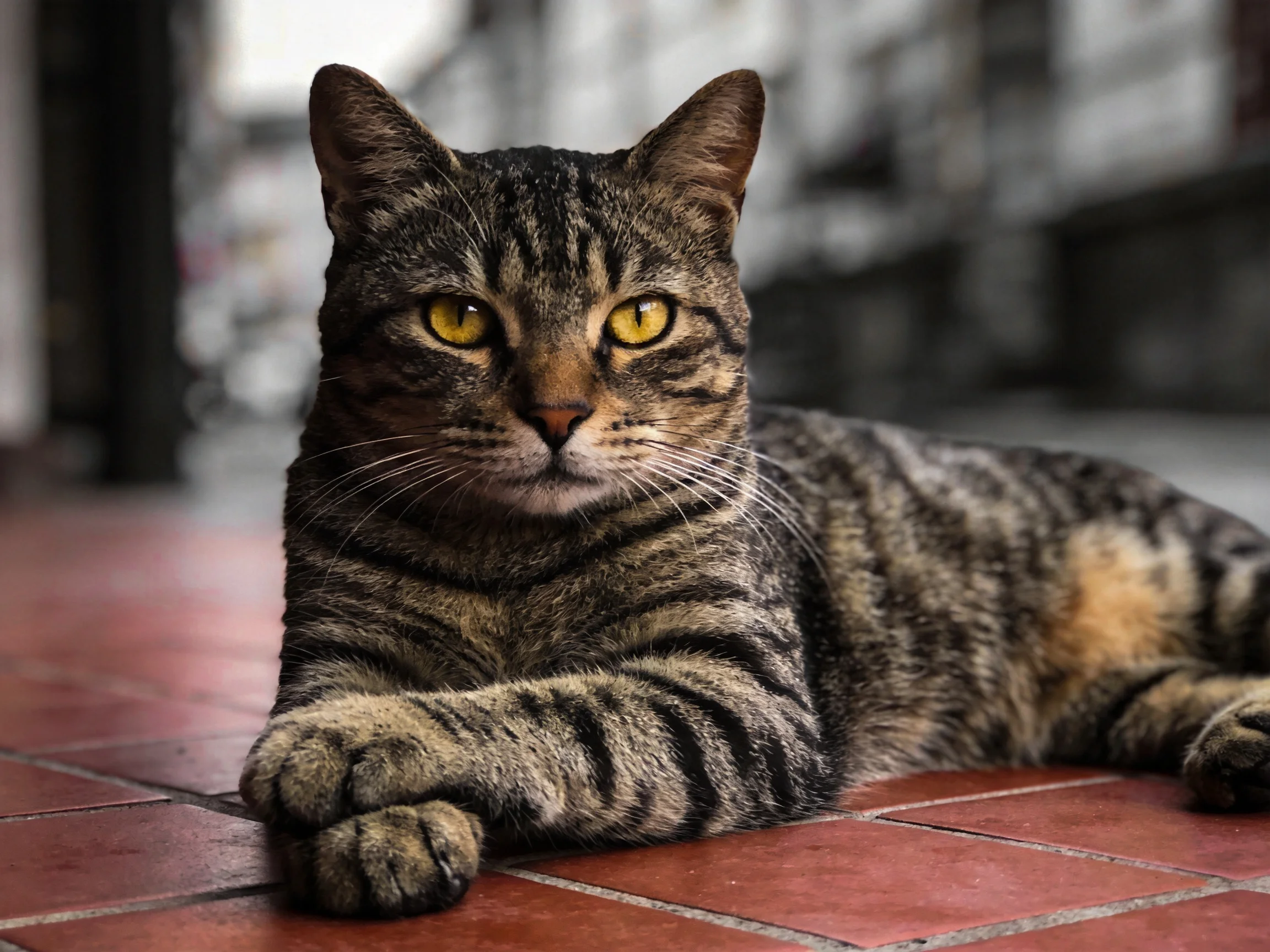 A brown tabby cat with yellow eyes relaxes on red tiles in an outdoor space.