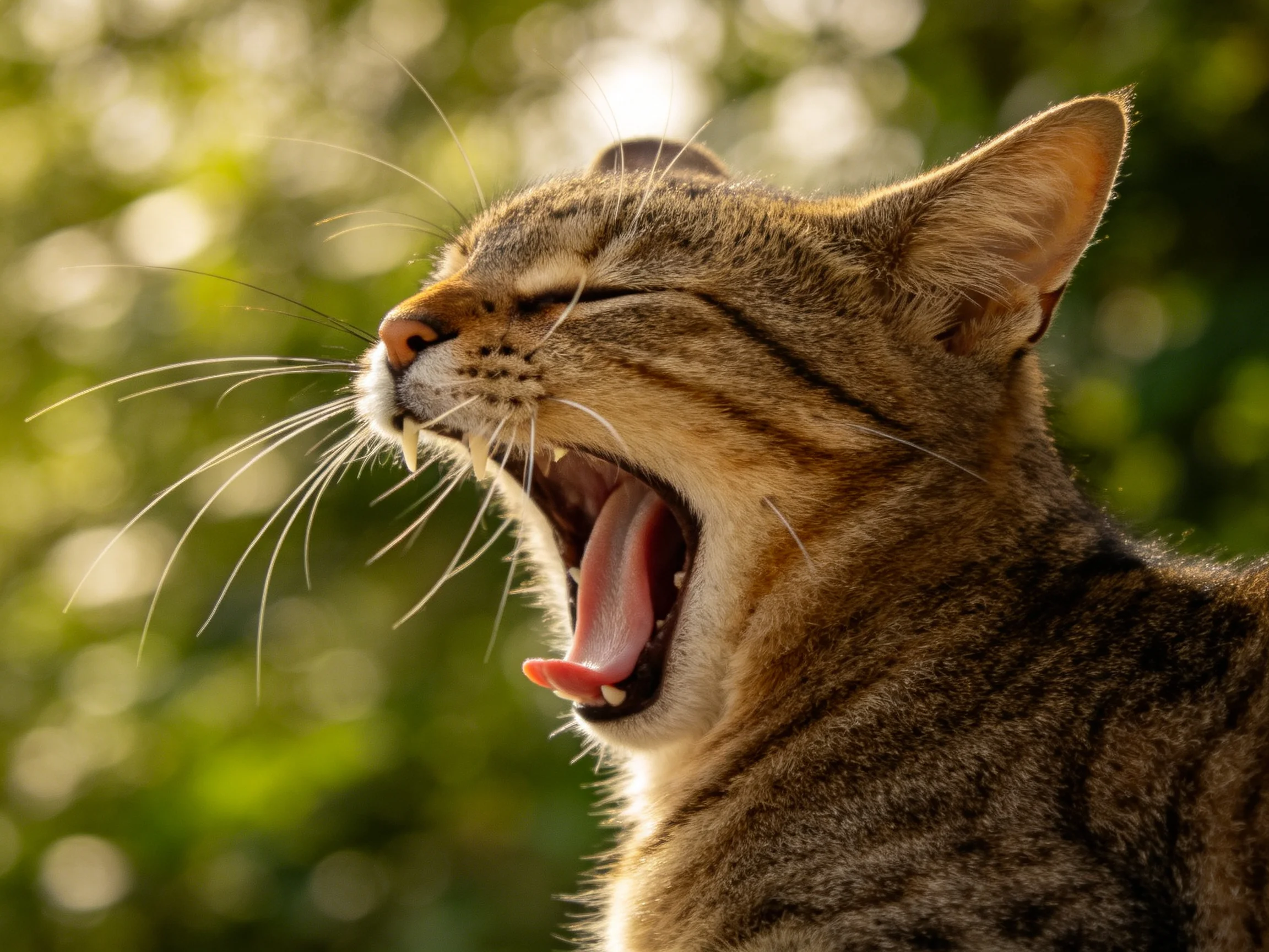 A brown tabby cat yawning against a blurred green foliage backdrop