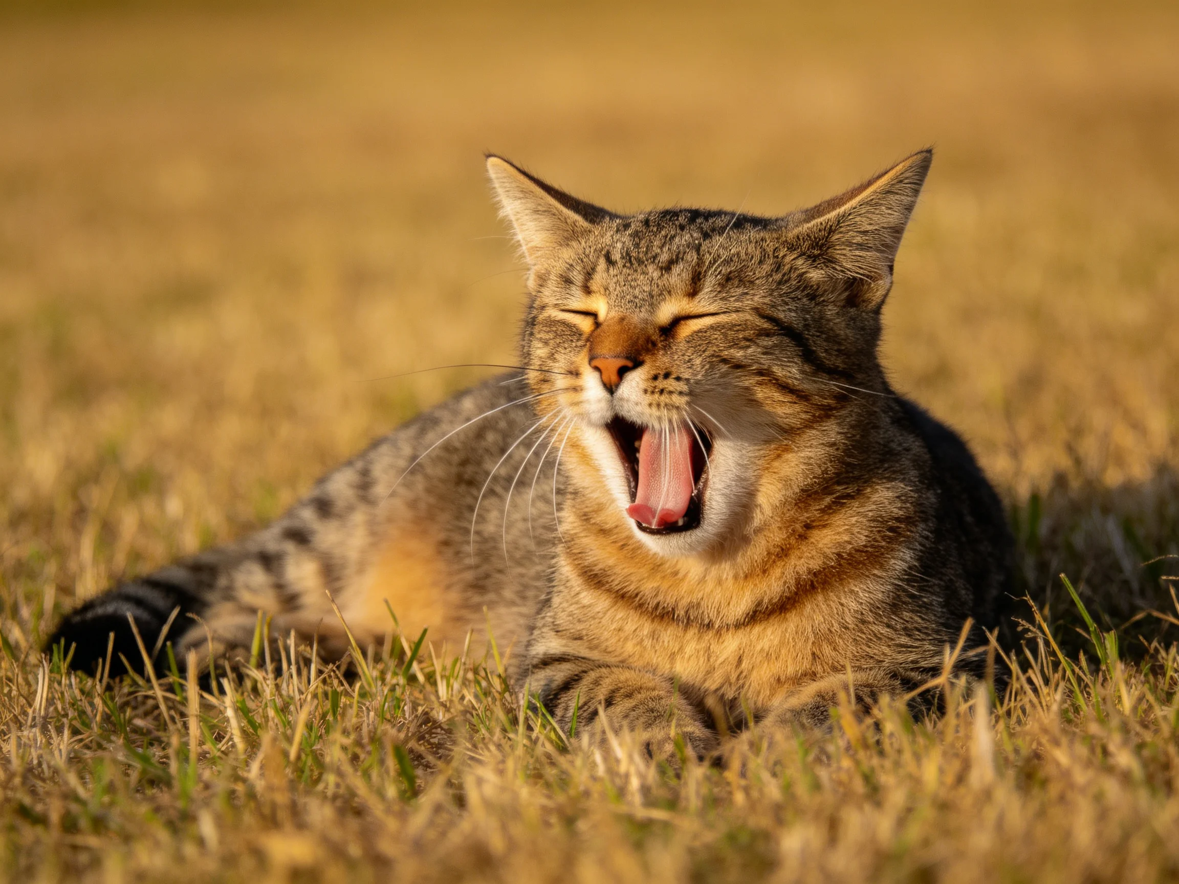 A brown-tabby cat yawning on sunlit dry grass
