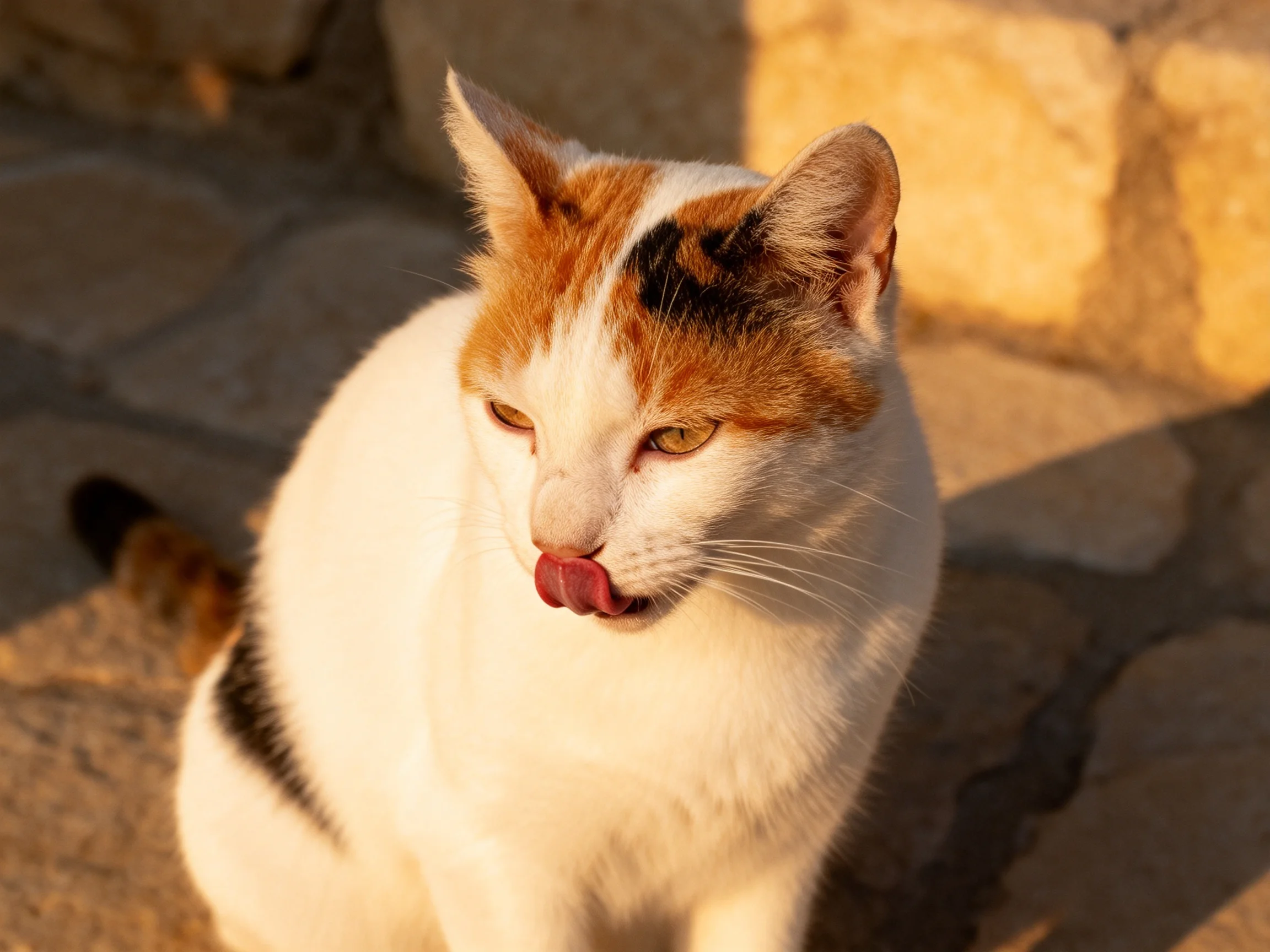 A calico cat licks its tongue on a sunlit cobblestone surface