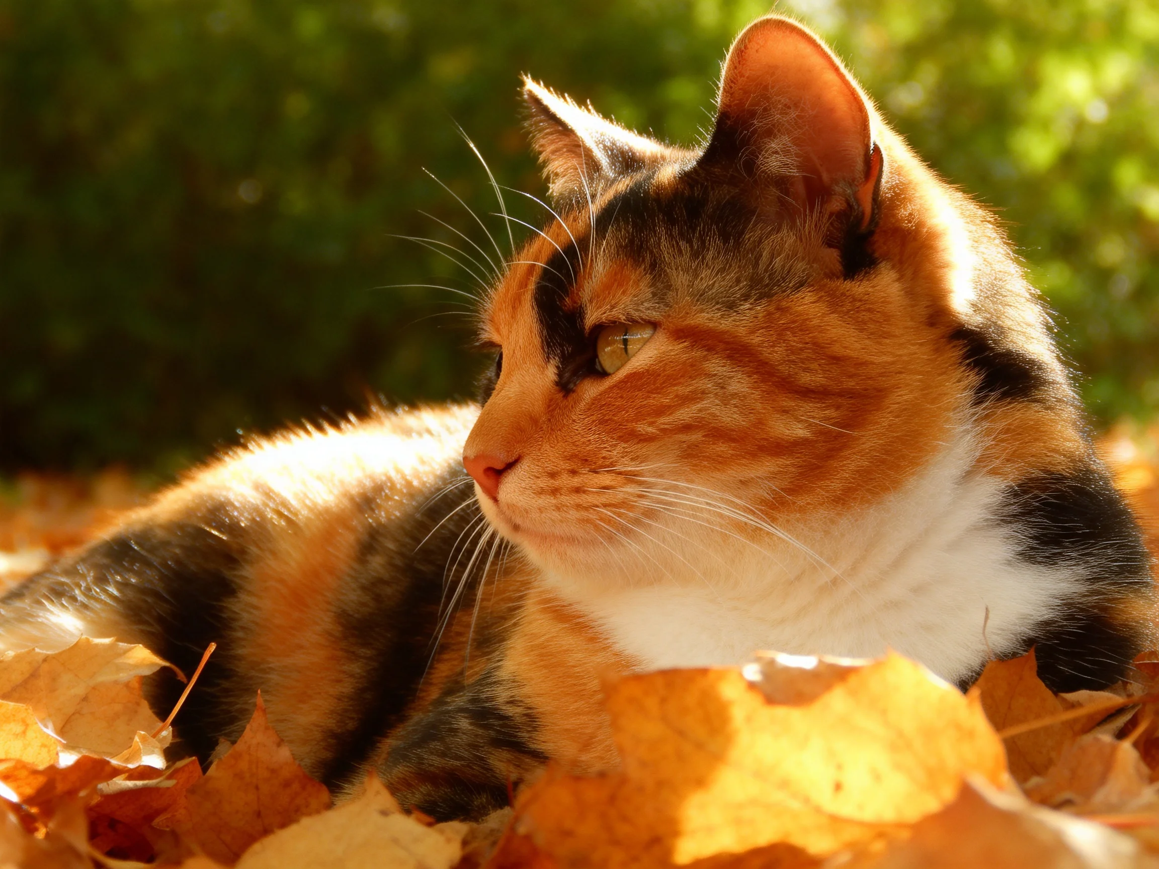 A calico cat rests amid autumn leaves in a sunlit outdoor area.