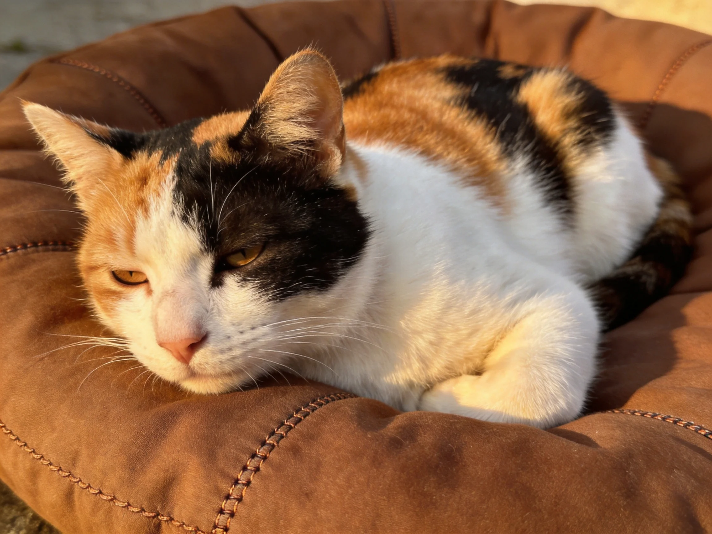 A calico cat rests comfortably in a brown pet bed.