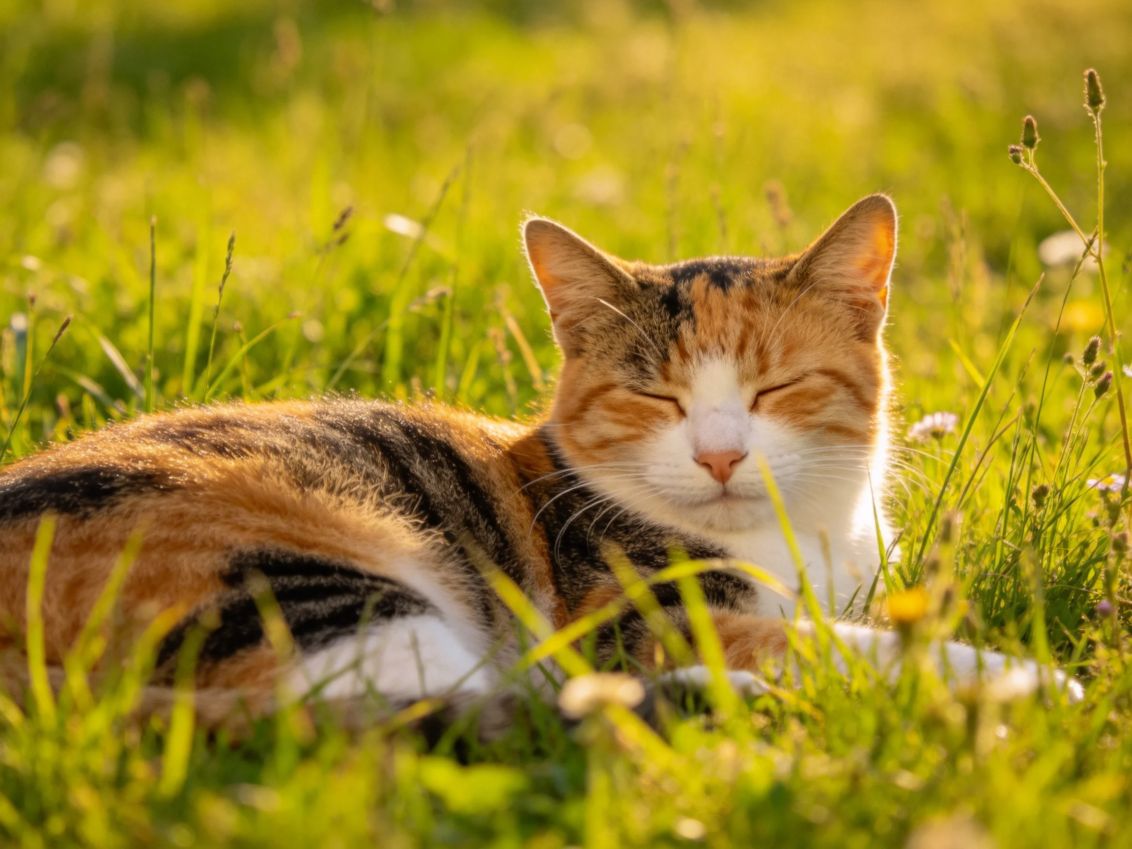 A calico cat rests peacefully in sunlit grass.