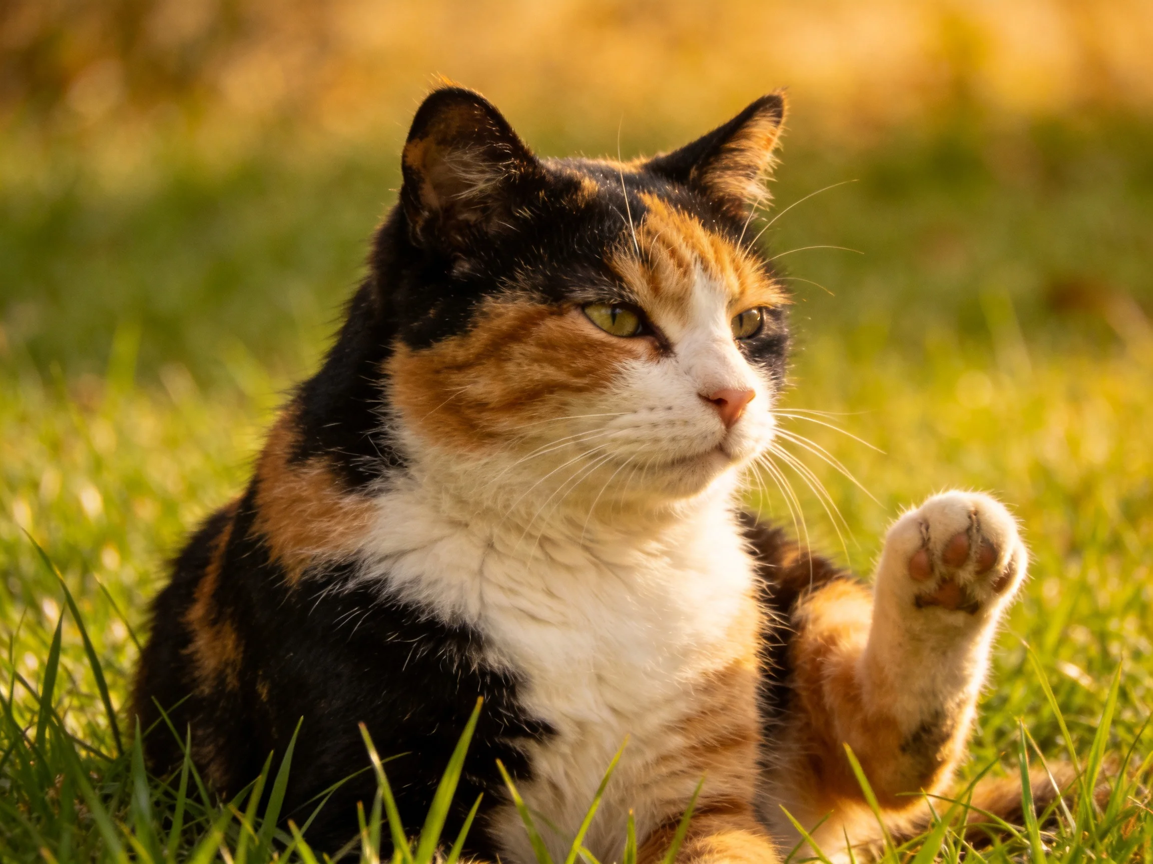 A calico cat relaxes in sunlit grass with a raised paw.