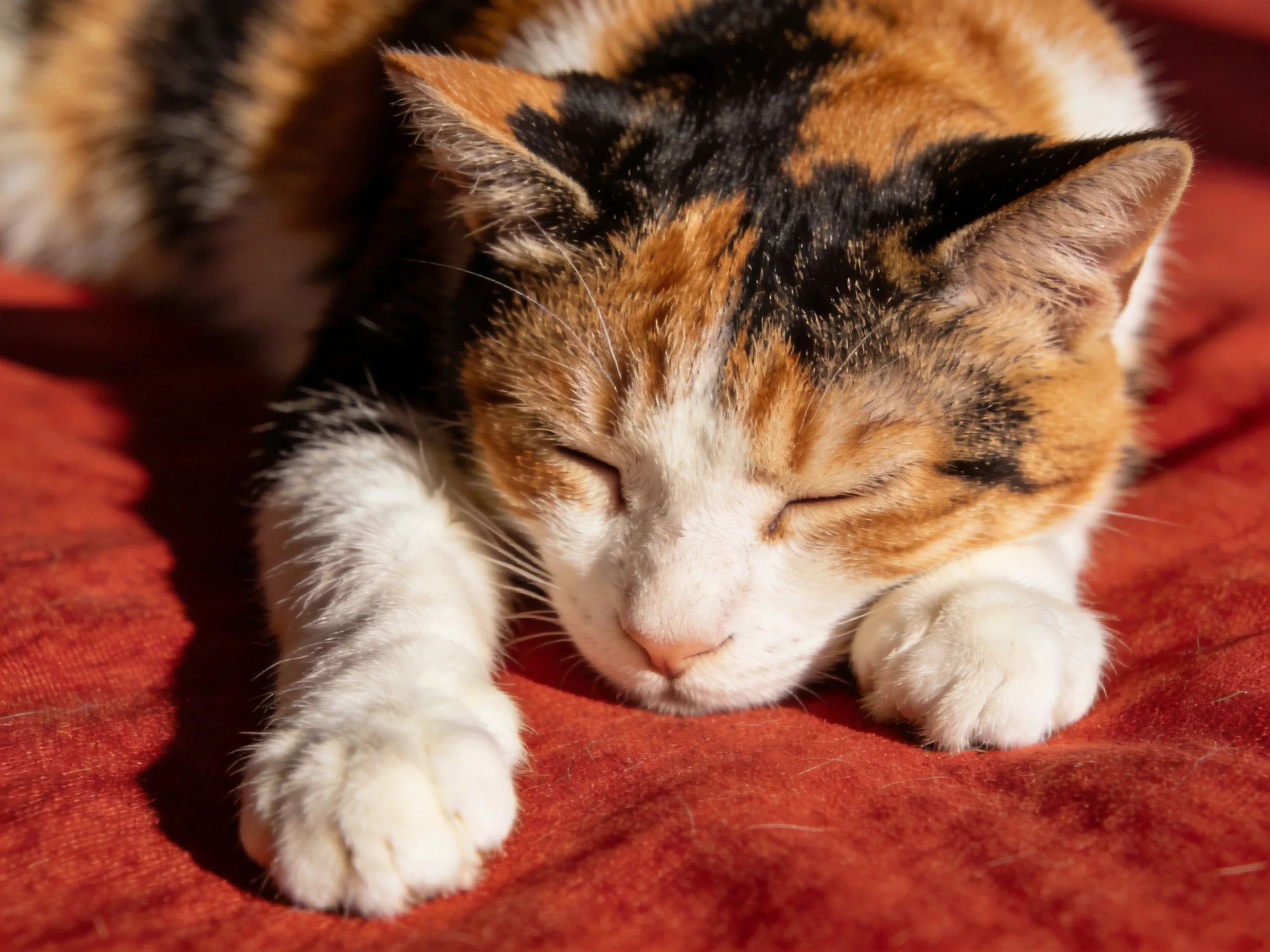 A calico cat naps on a rich red textured fabric surface