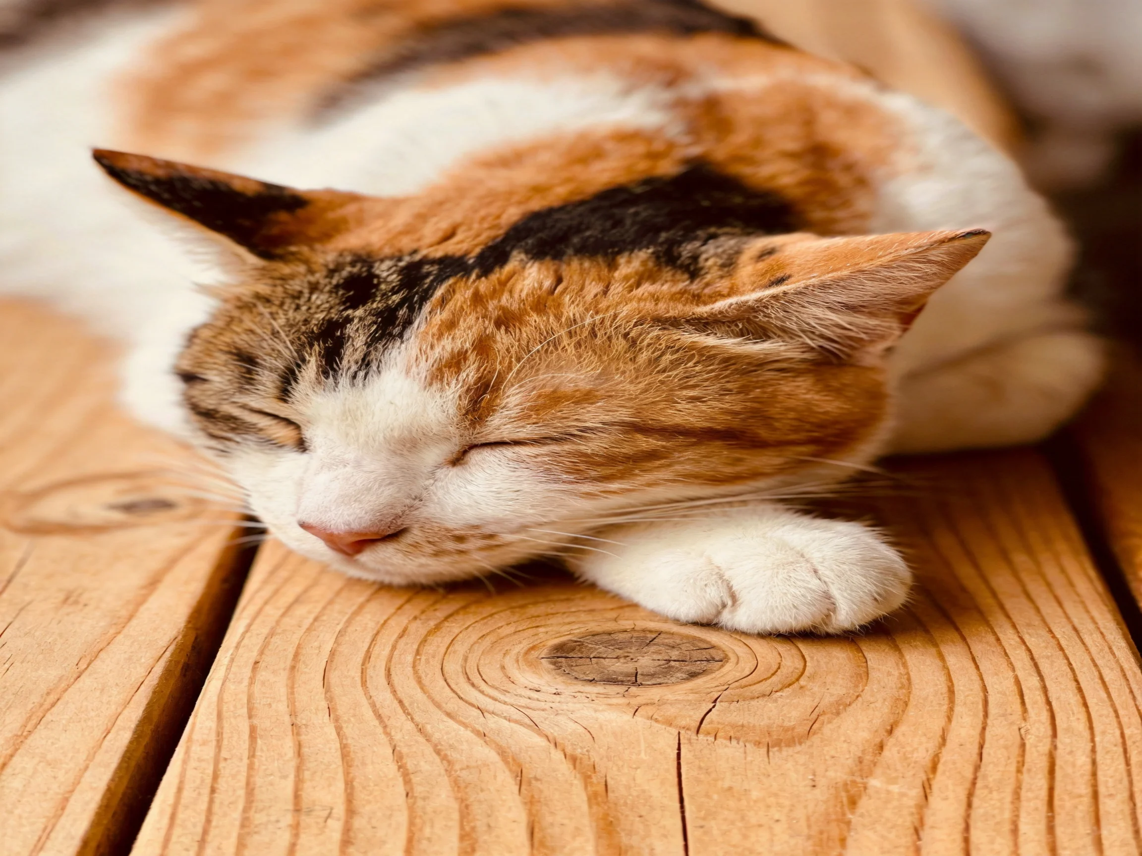 A calico cat naps on textured wooden planks