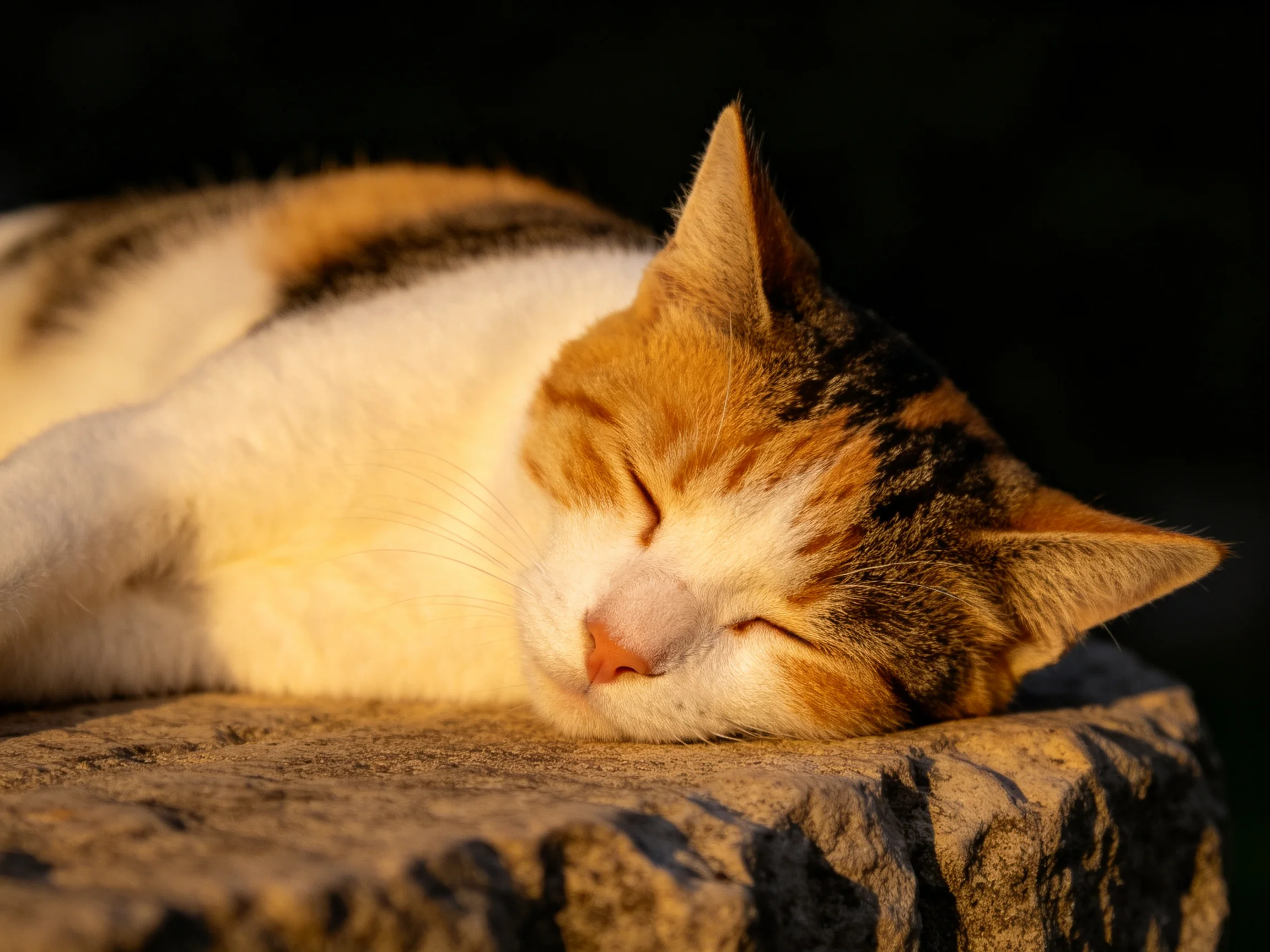 A calico cat peacefully sleeps on a textured stone ledge
