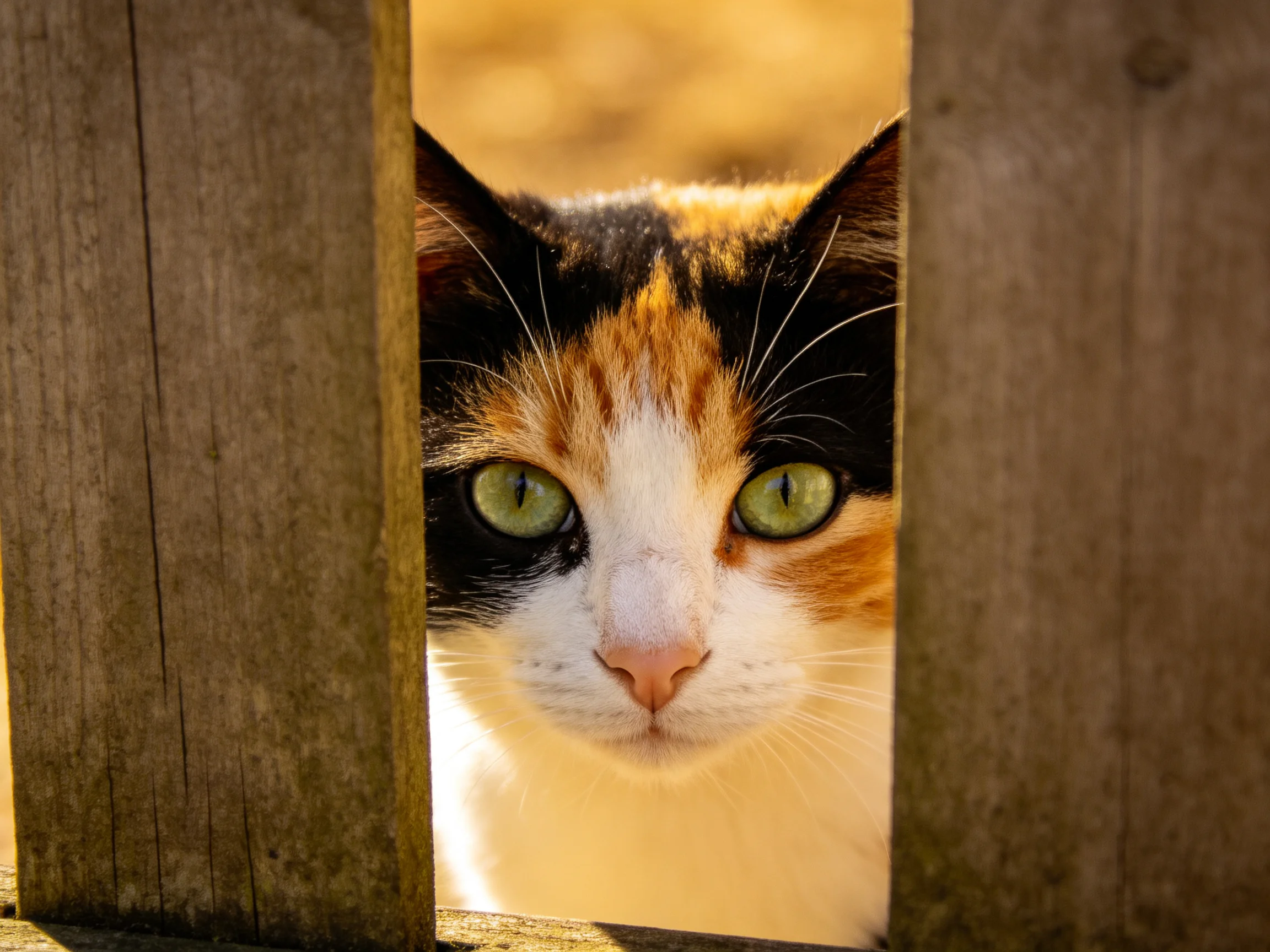 A calico cat peers through aged wooden fence posts with green eyes