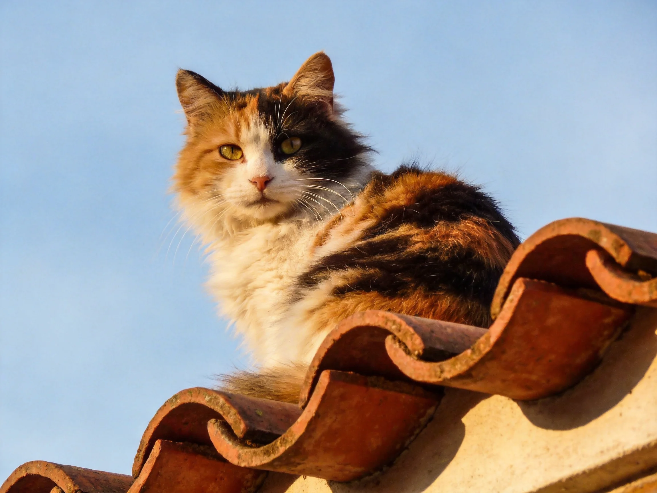 A calico cat perched on curved terracotta roof tiles under clear blue sky