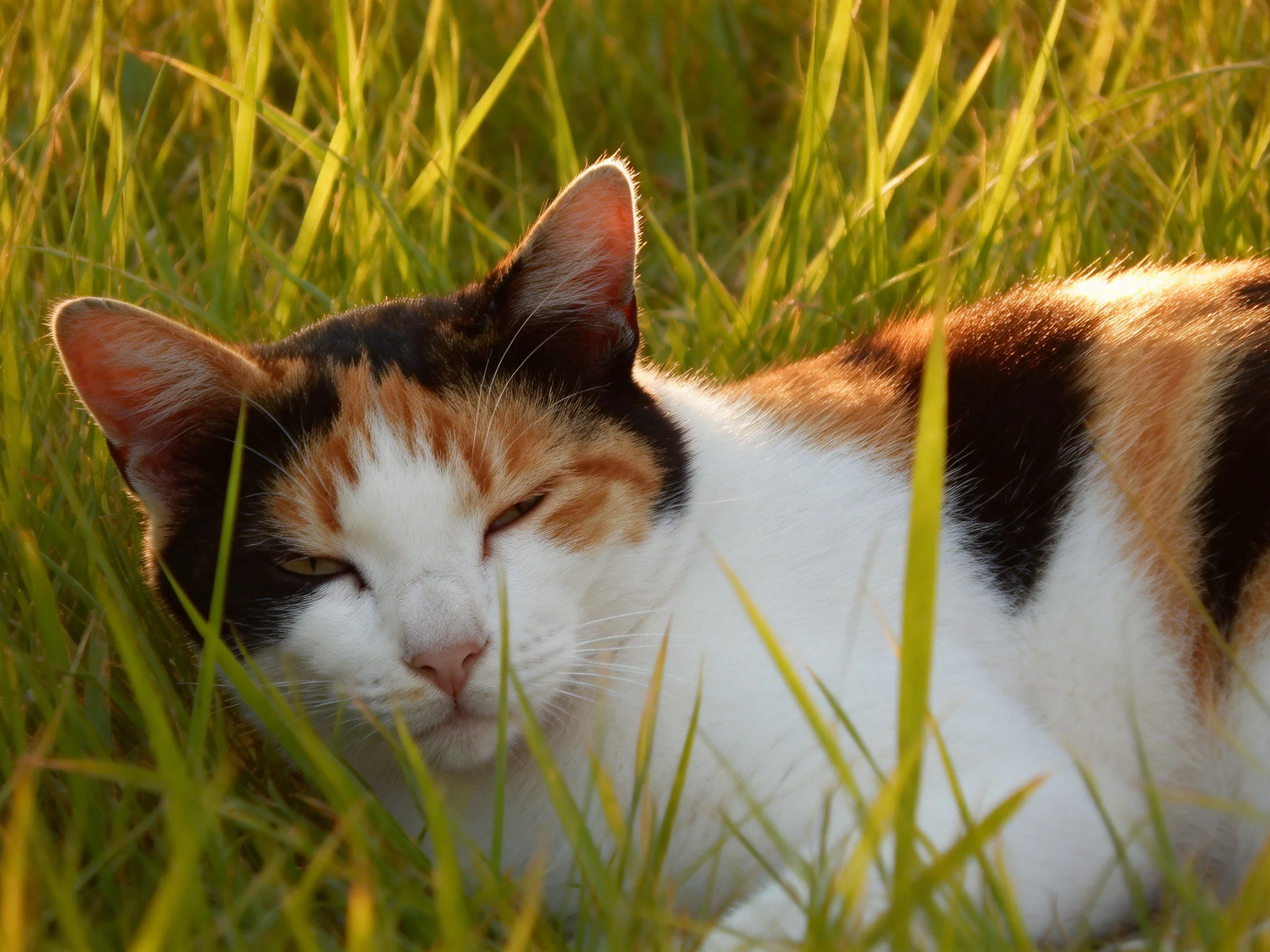 A calico cat rests peacefully in sunlit grass.