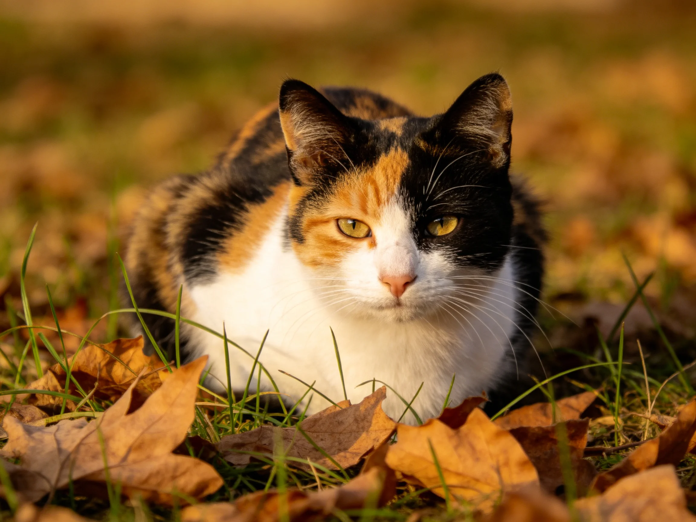 A calico cat sits calmly among fallen autumn leaves in a sunlit area.