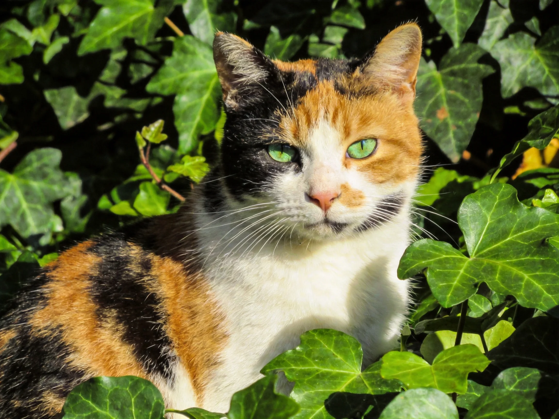 A calico cat sits among green foliage in a sunlit outdoor setting.