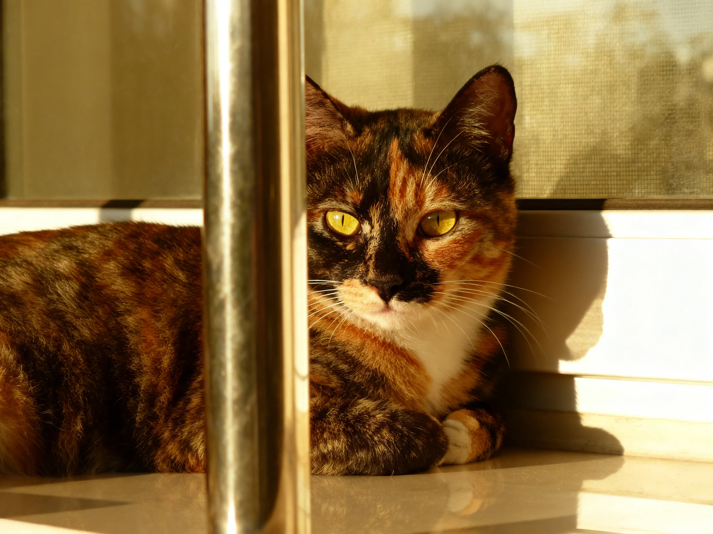 A calico cat rests near a metallic pole by a sunlit window