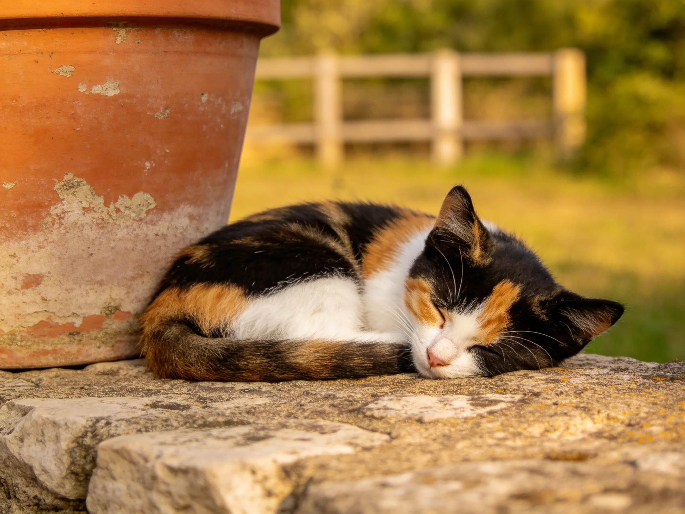 A calico cat rests near a weathered terracotta pot on a stone surface