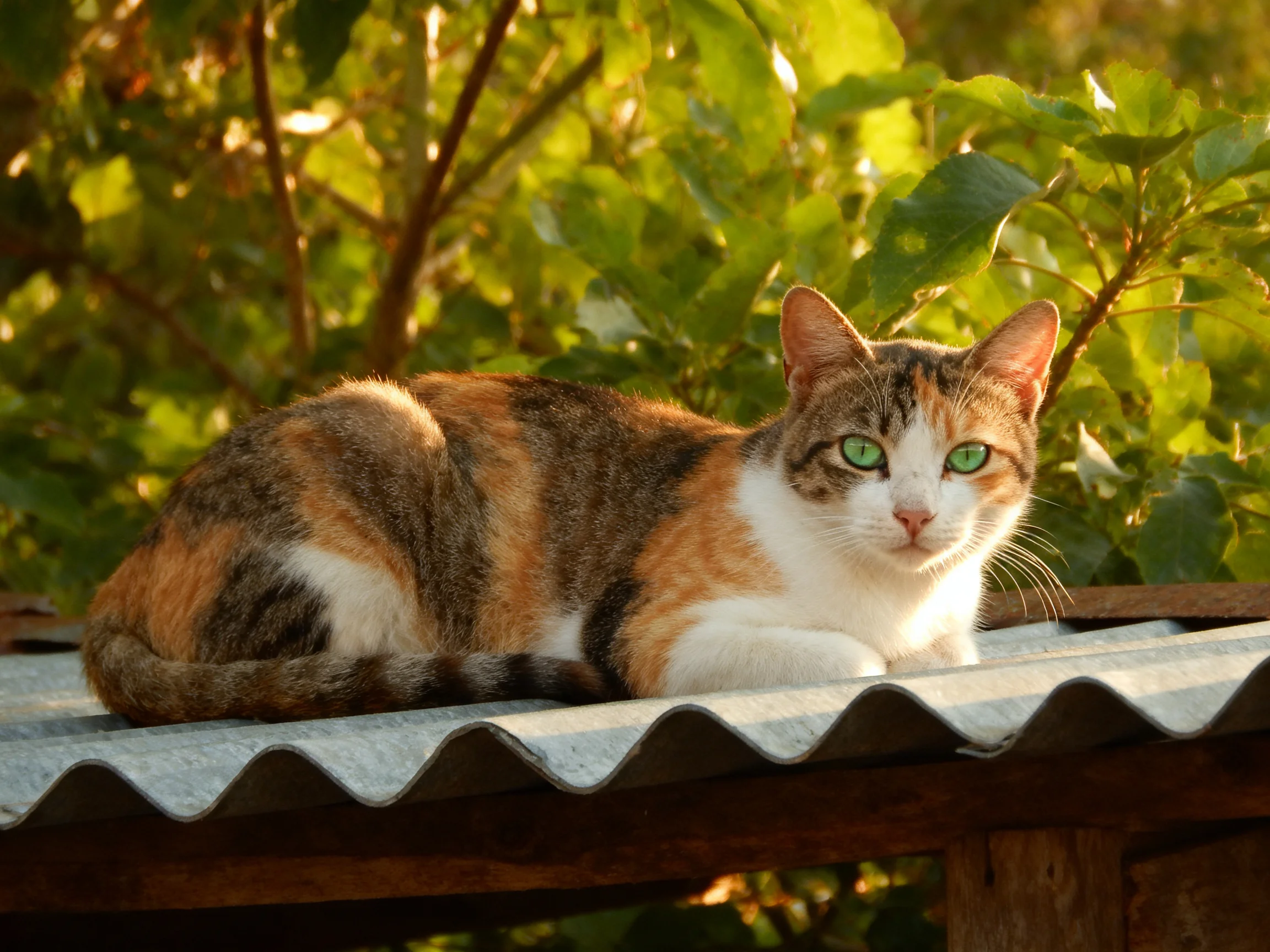 A calico cat rests on a corrugated metal roof amid lush green foliage