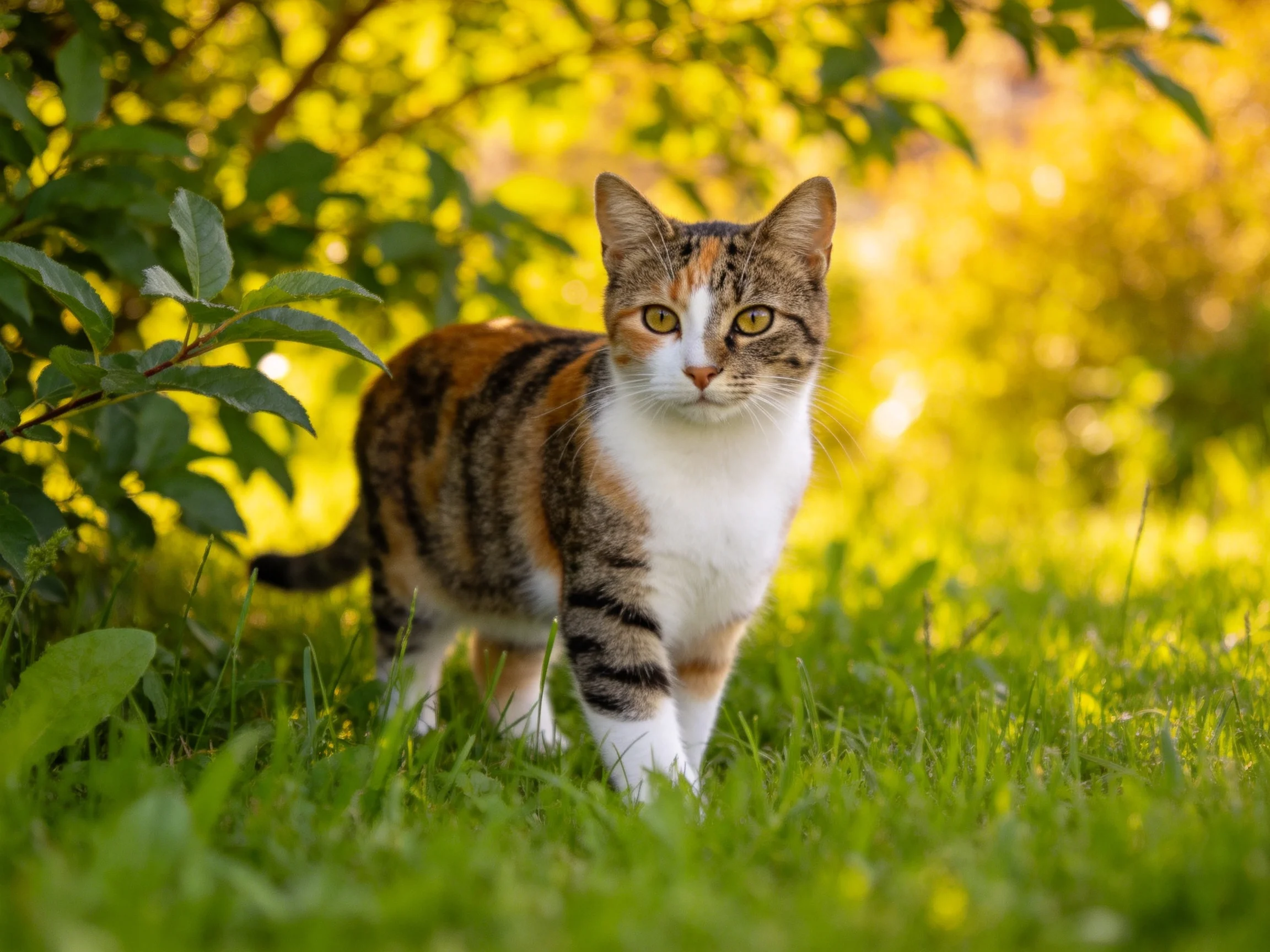 A calico cat roams lush green grass near golden-hued bushes