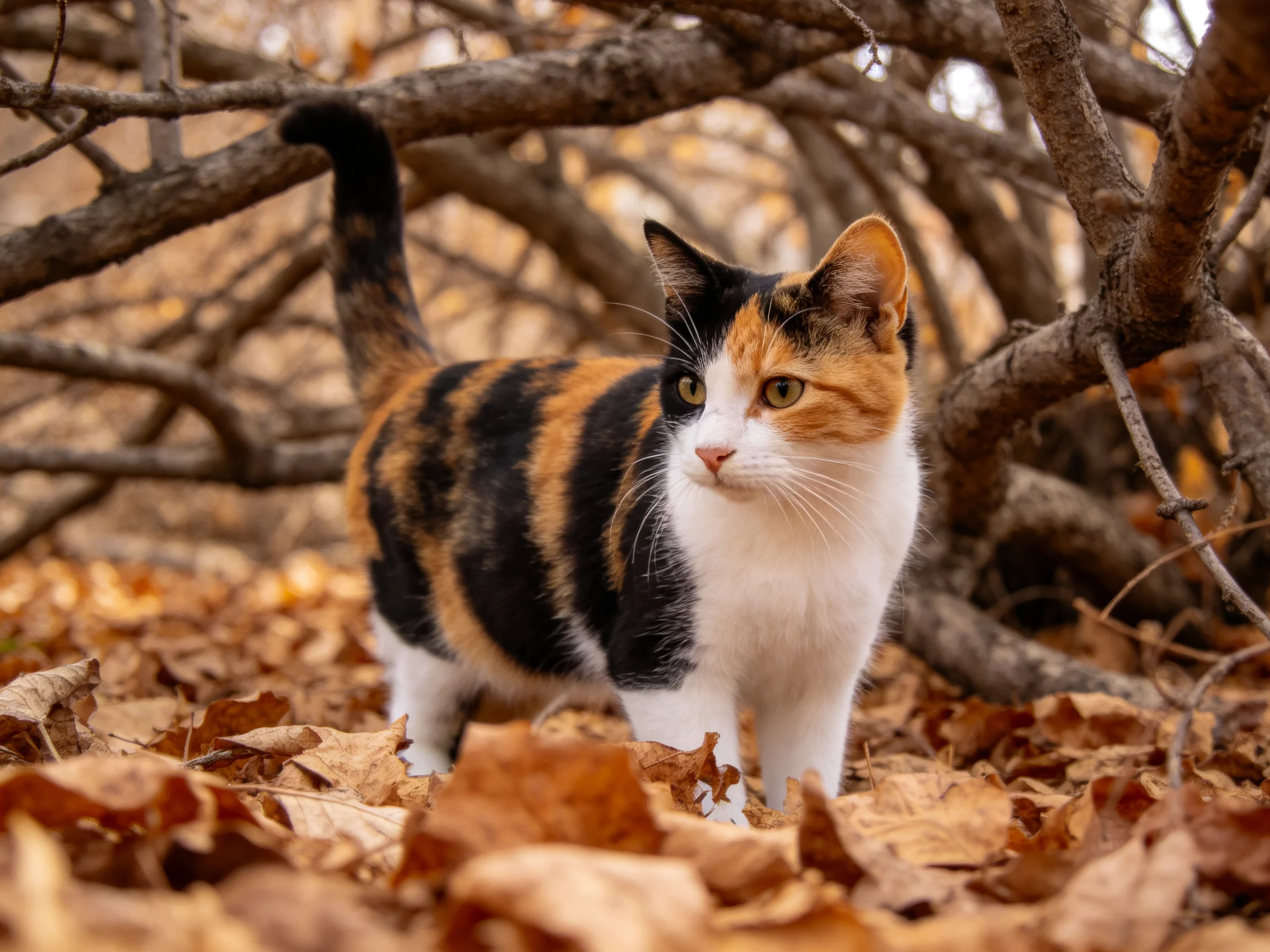 A calico cat roams through fallen autumn leaves and branches