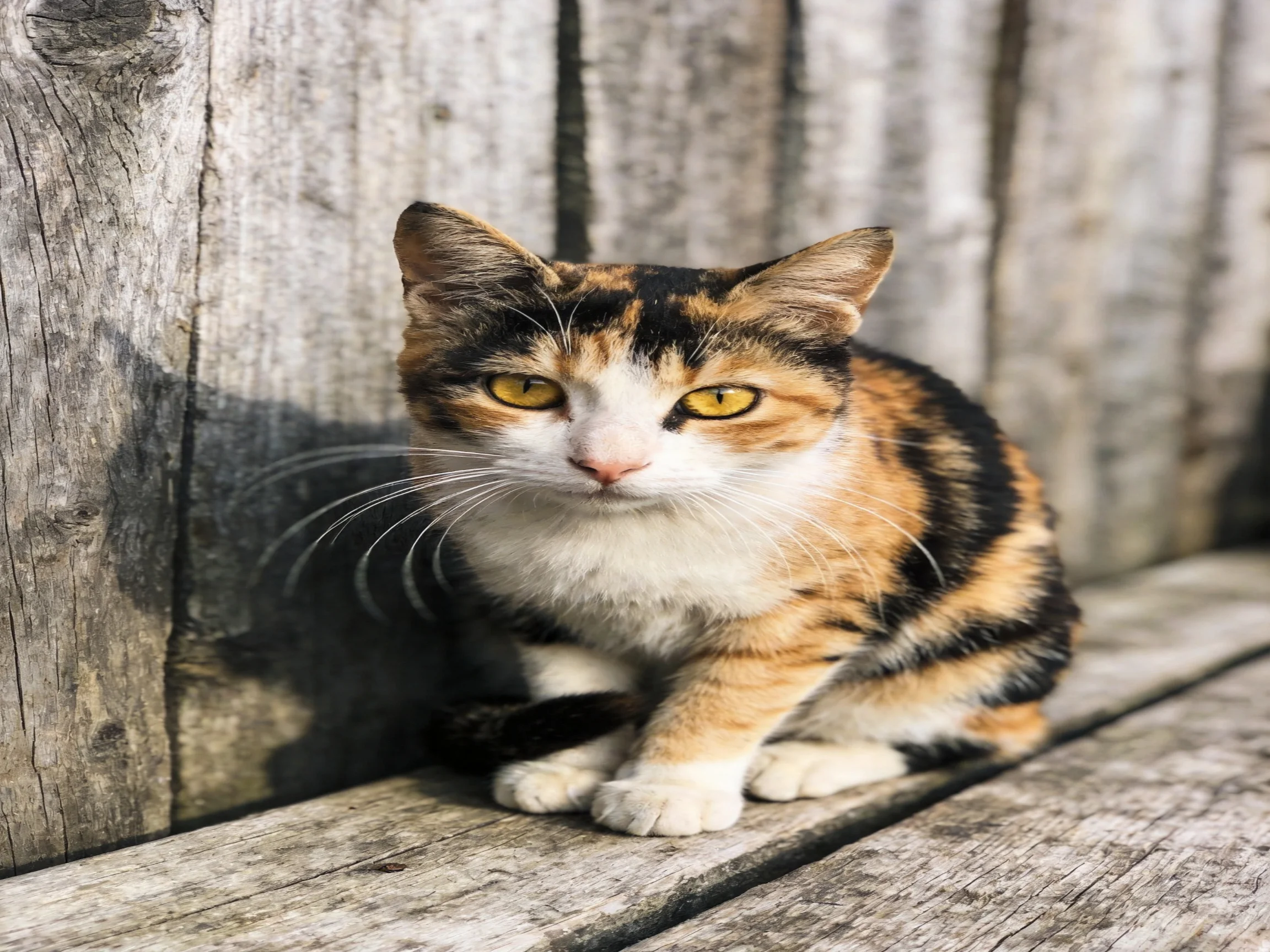 A calico cat sits beside weathered wooden planks and fence