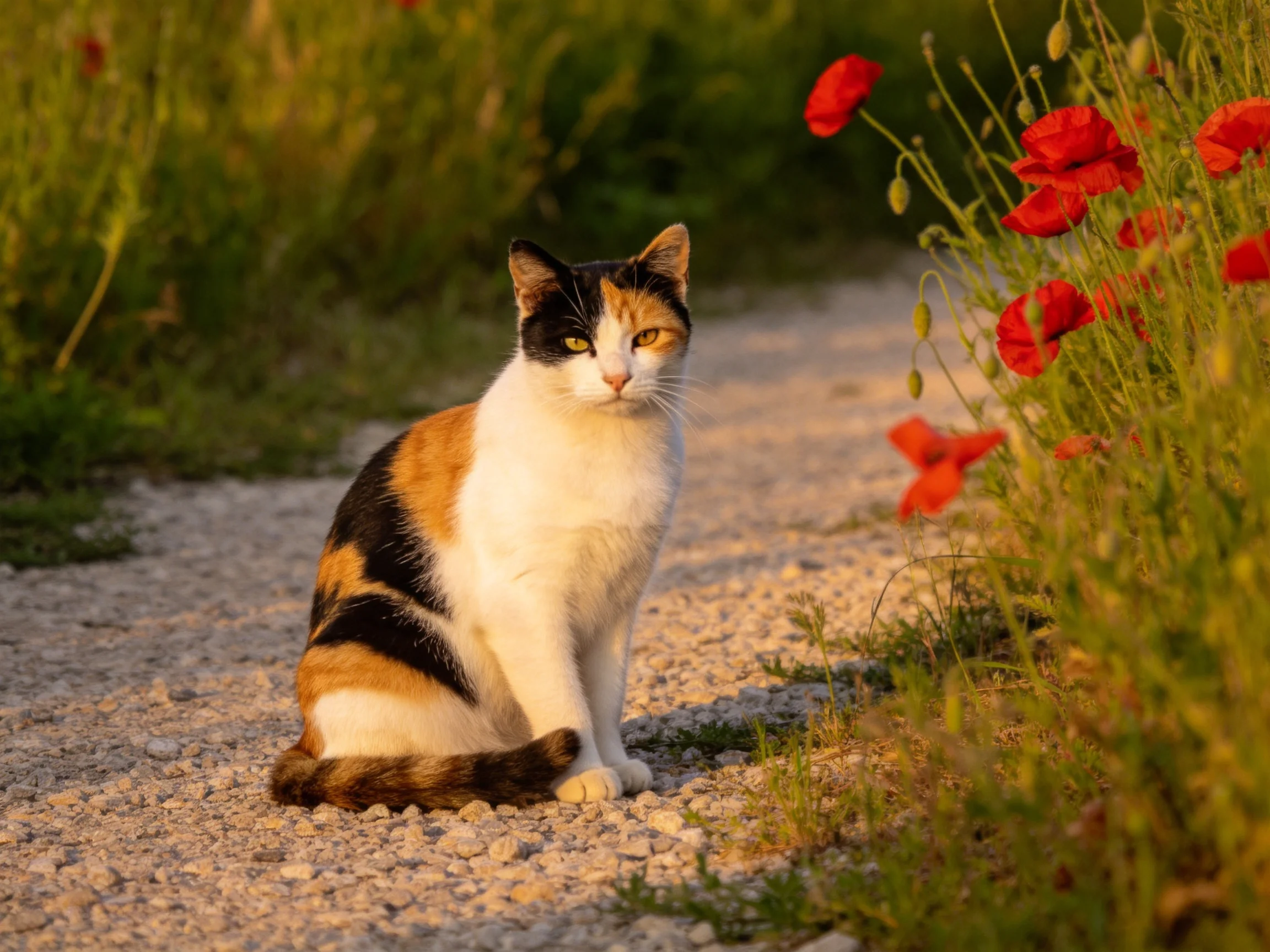 A calico cat sits on a gravel path near vibrant red poppies
