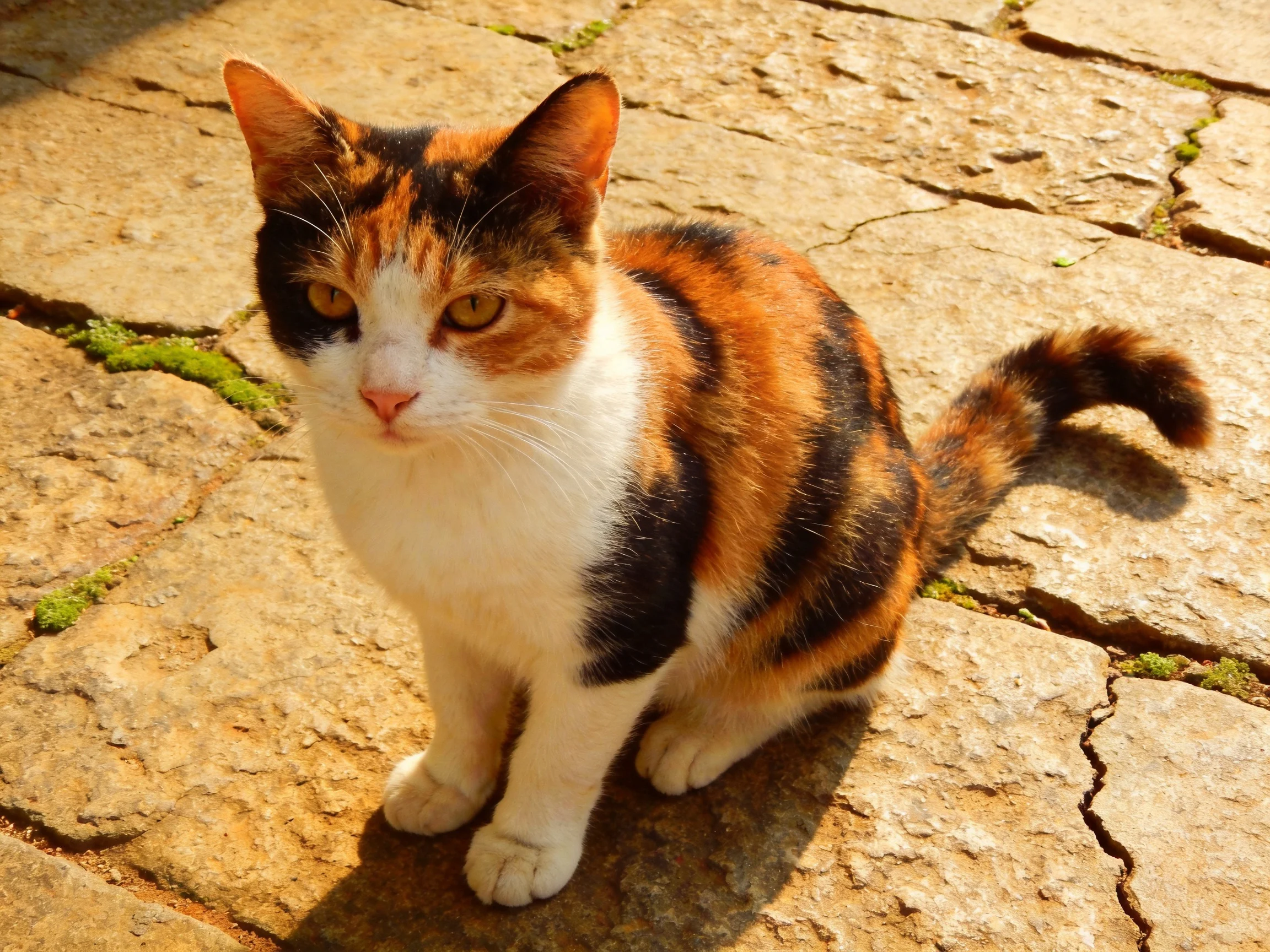 A calico cat sits calmly on a sunlit stone pavement