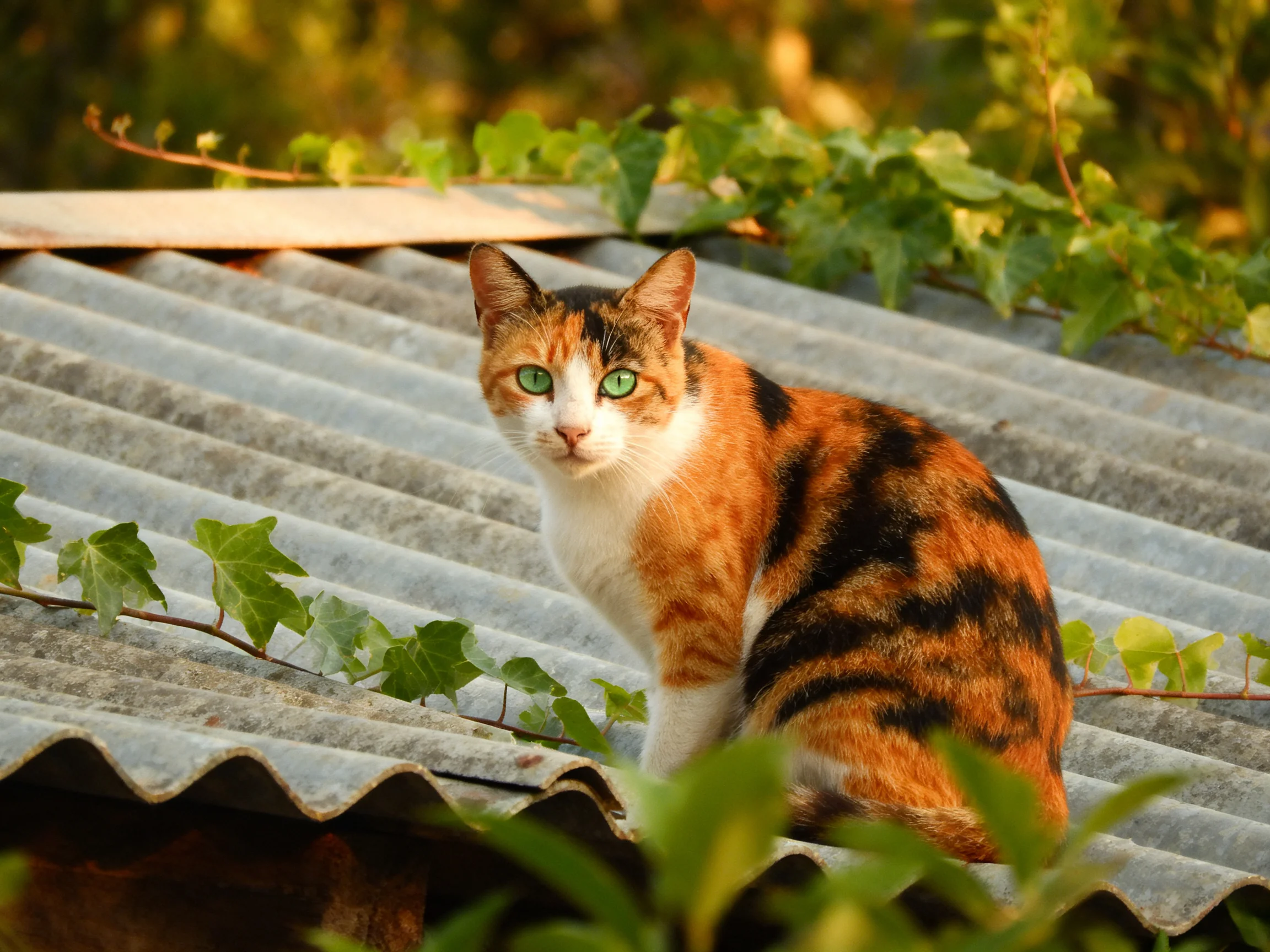 A calico cat sits on a corrugated roof near green plants.