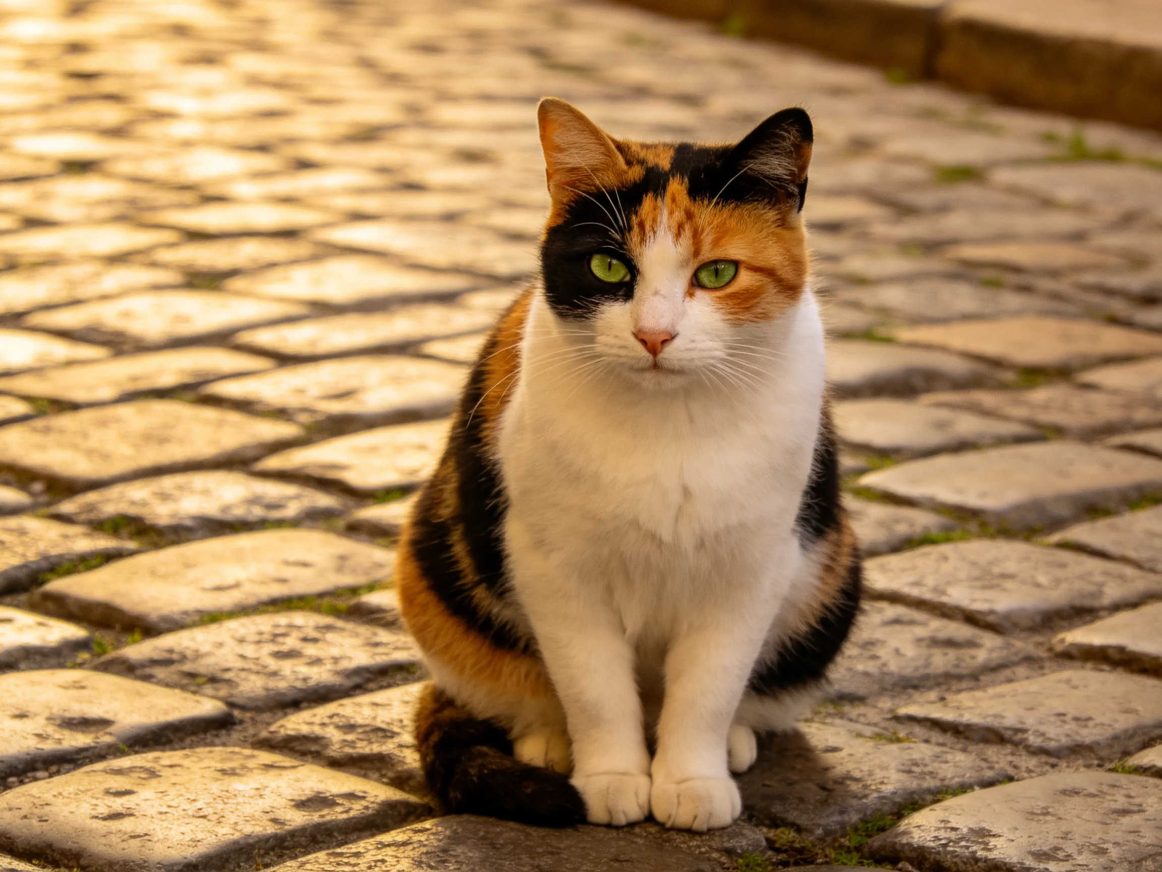 A calico cat sits calmly on a sunlit cobblestone path.