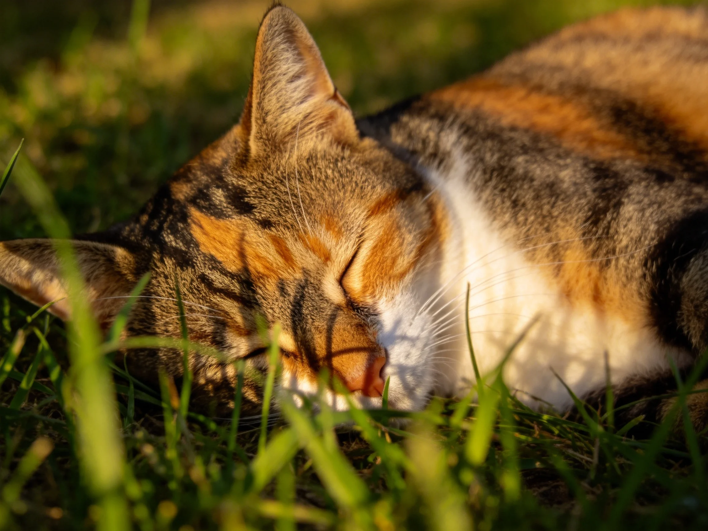 A calico cat sleeps peacefully amid lush green grass in golden sunlight