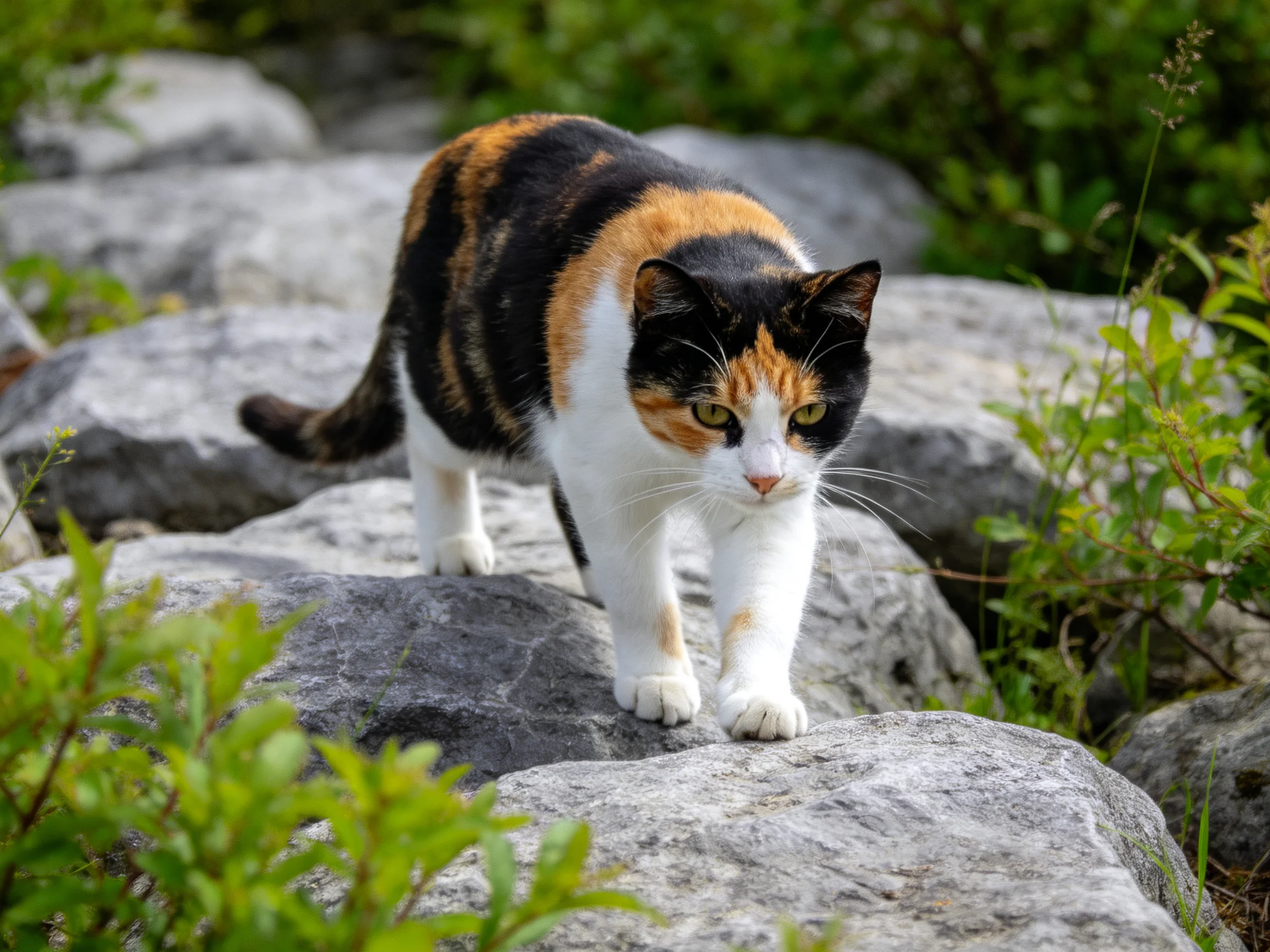 A calico cat traverses large gray rocks amid green vegetation