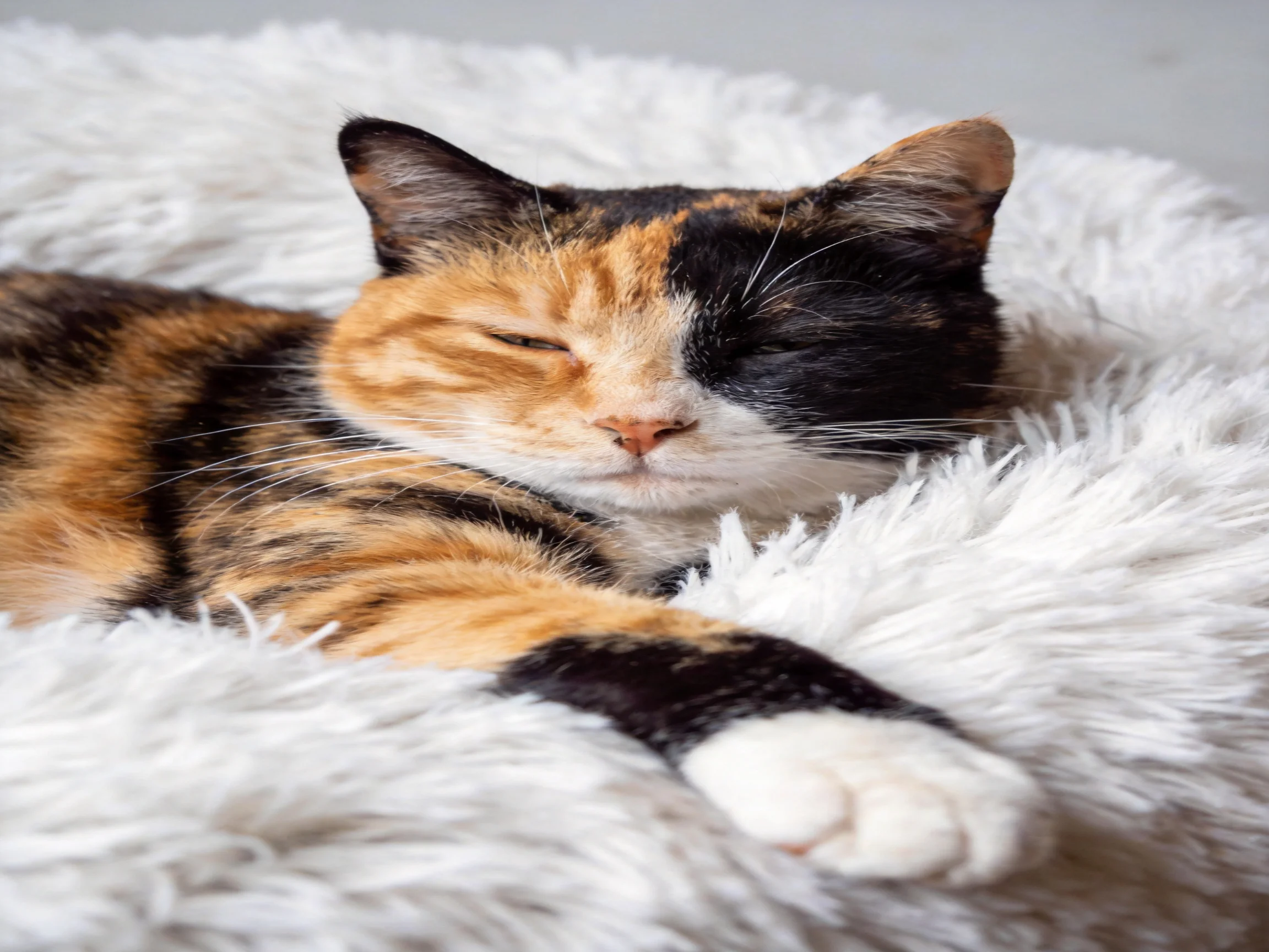 A calico cat relaxes on a soft white fur bed.