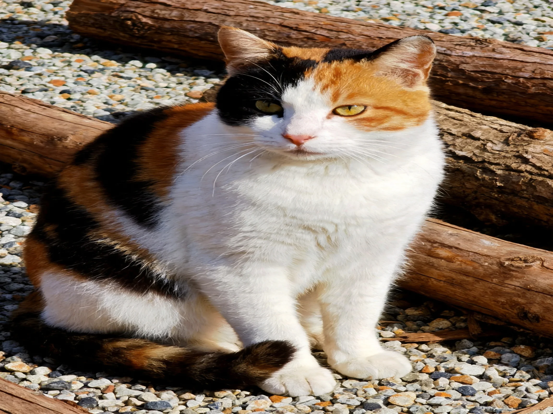A calico cat with black, orange, and white fur sits near wooden logs on gravel.