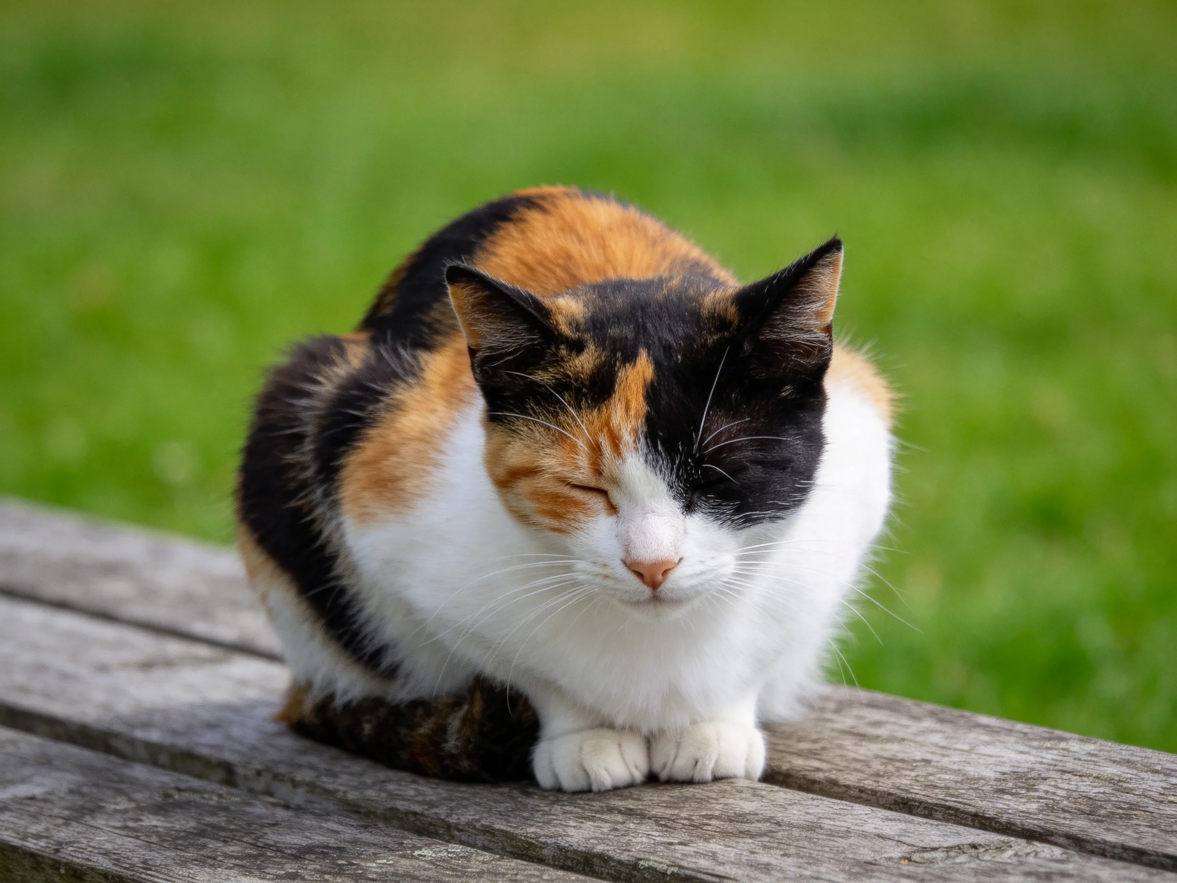 A calico cat relaxes on a wooden bench with green grass in the background.