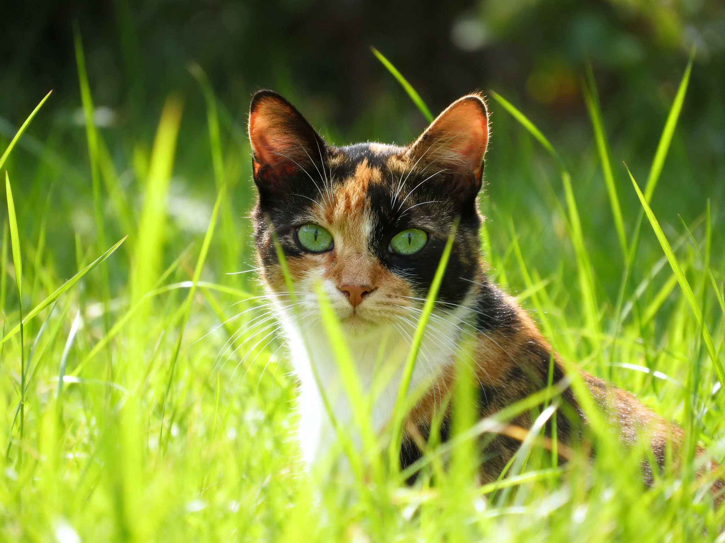 A calico cat with green eyes is nestled in tall green grass.